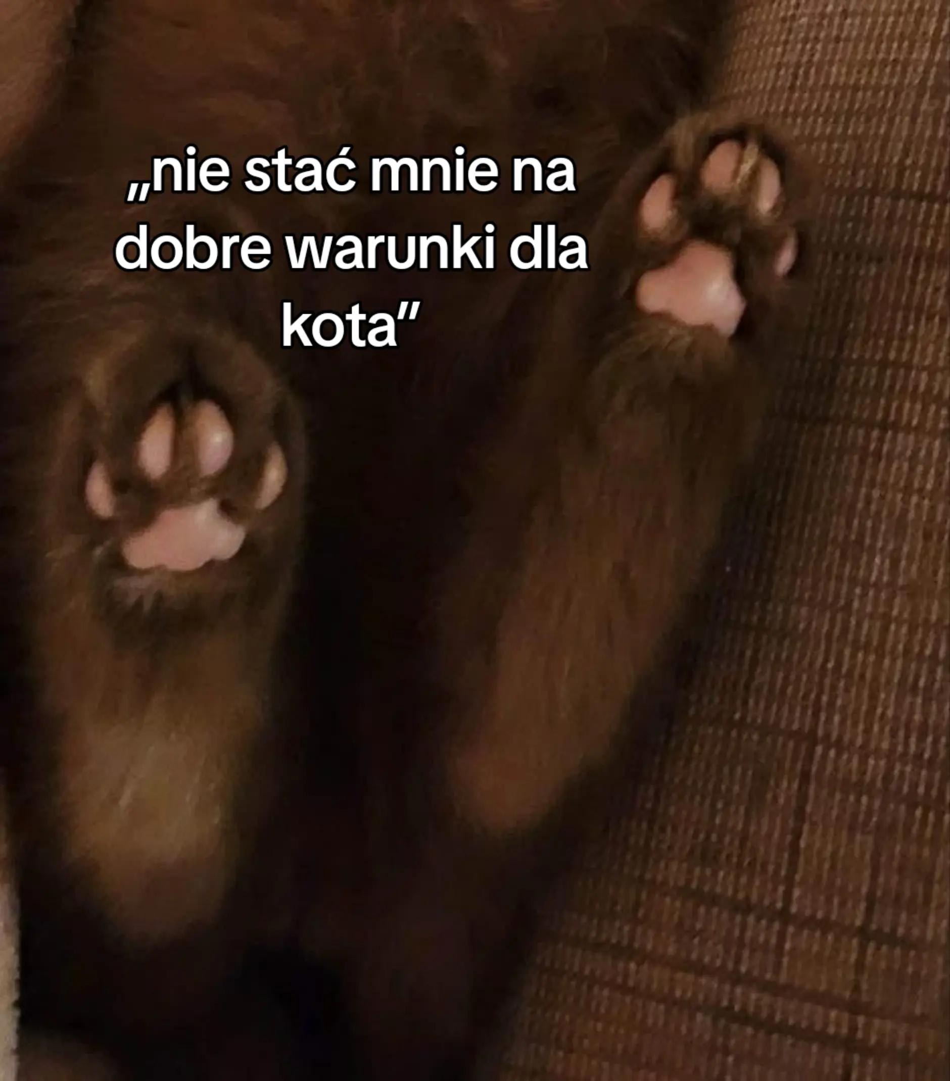 @โ๏ฝก°โฉ ๐๐พ๐ฌ๐ฎ๐ด ๐ฆโ