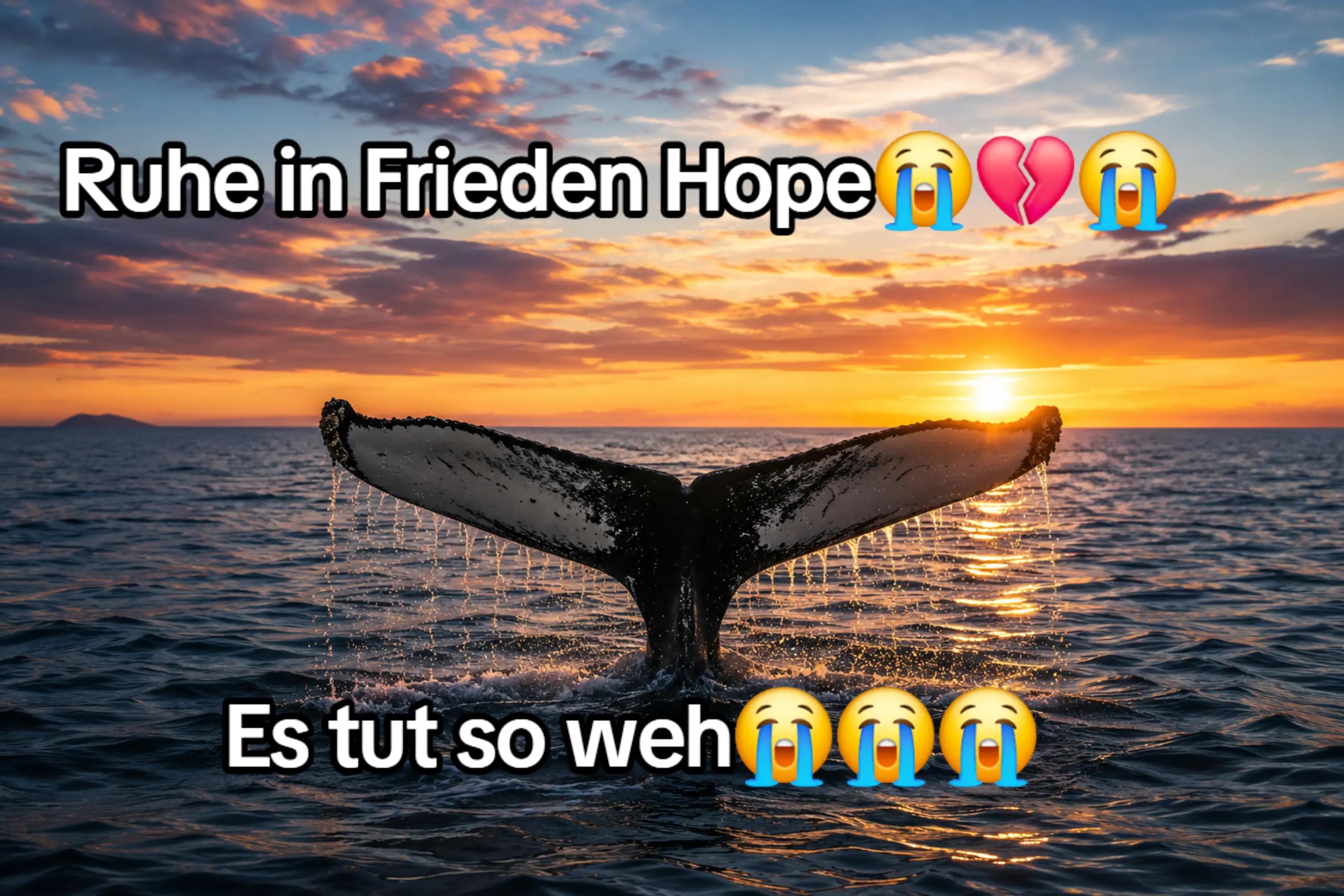@🐳📚❤️DreamySusu❤️📚🐳