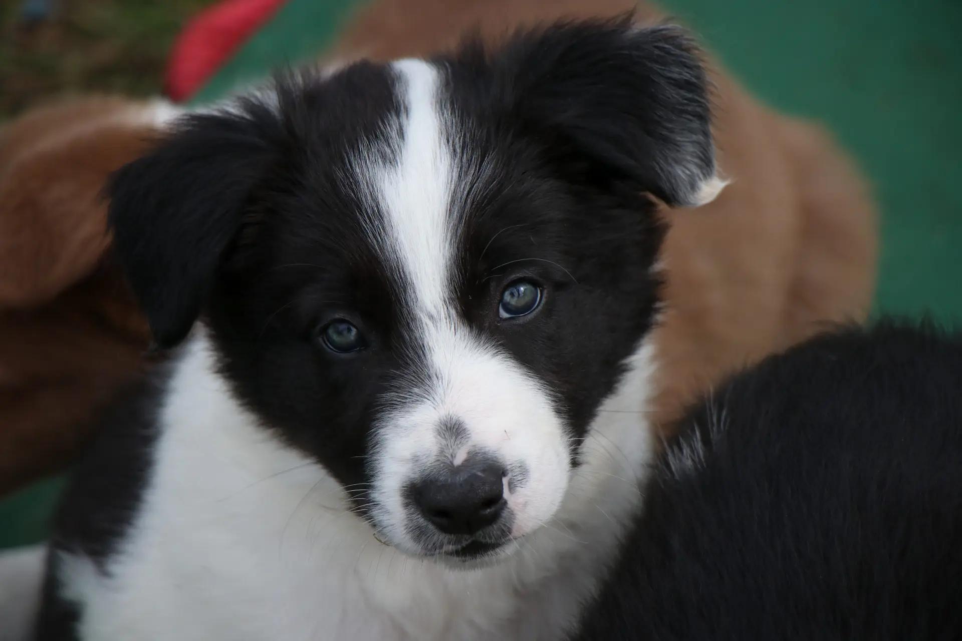 @Thunder Ridge Border Collies