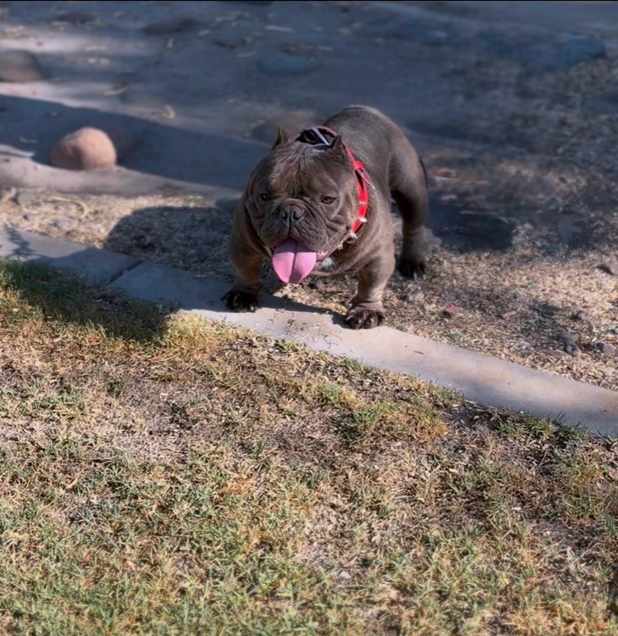 @Boxcitybullys