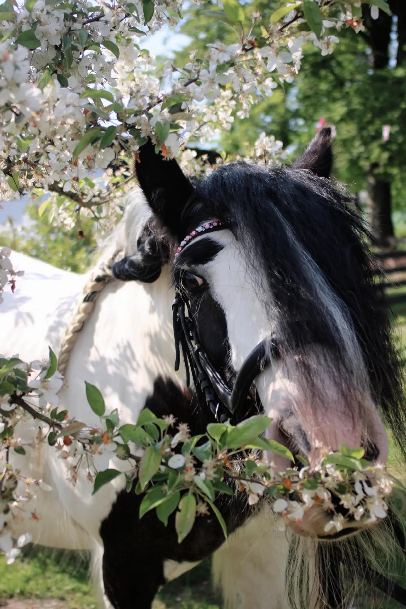 @Josys_Ponyhof-leben