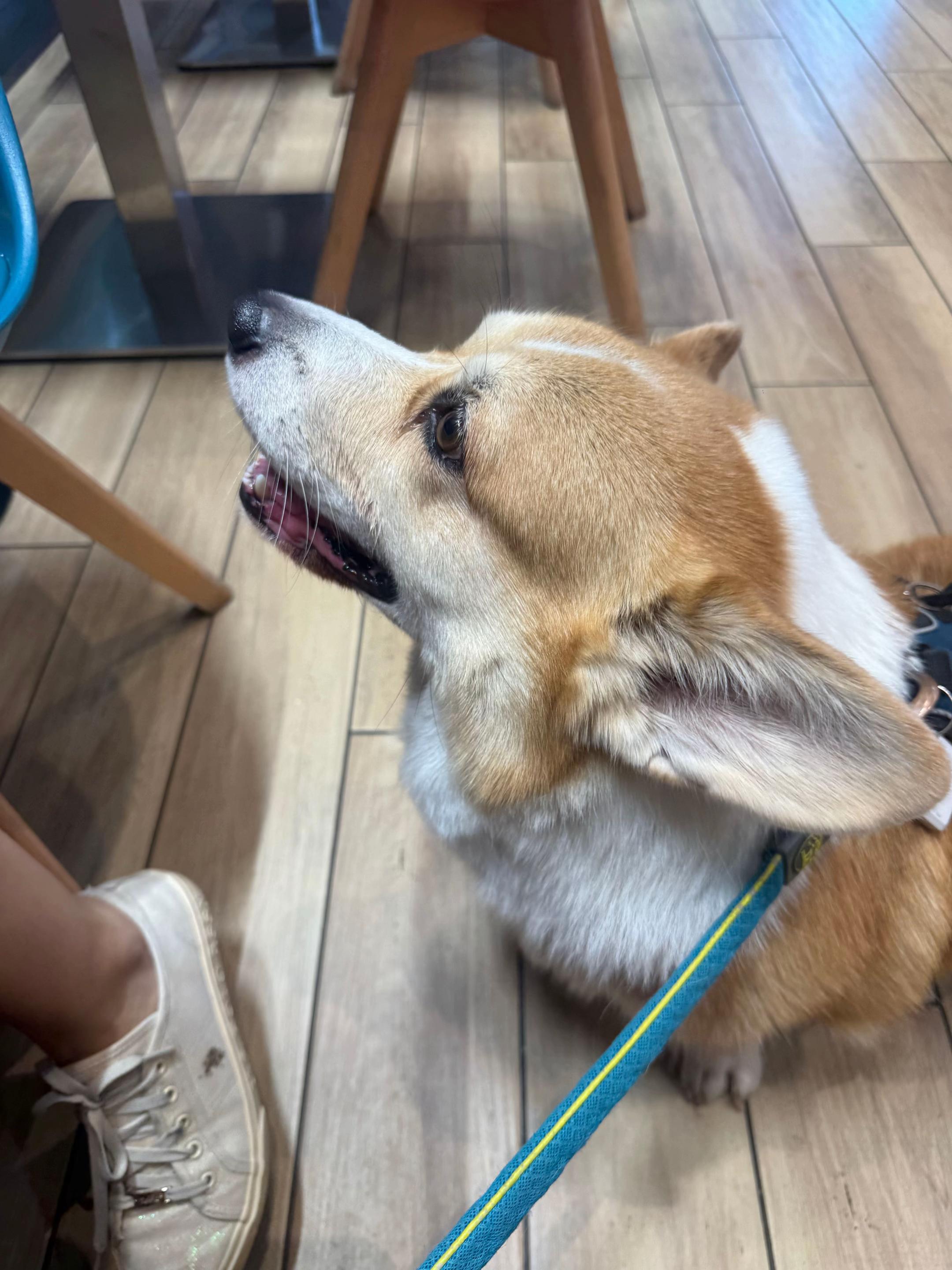 @Cheddar the Corgi