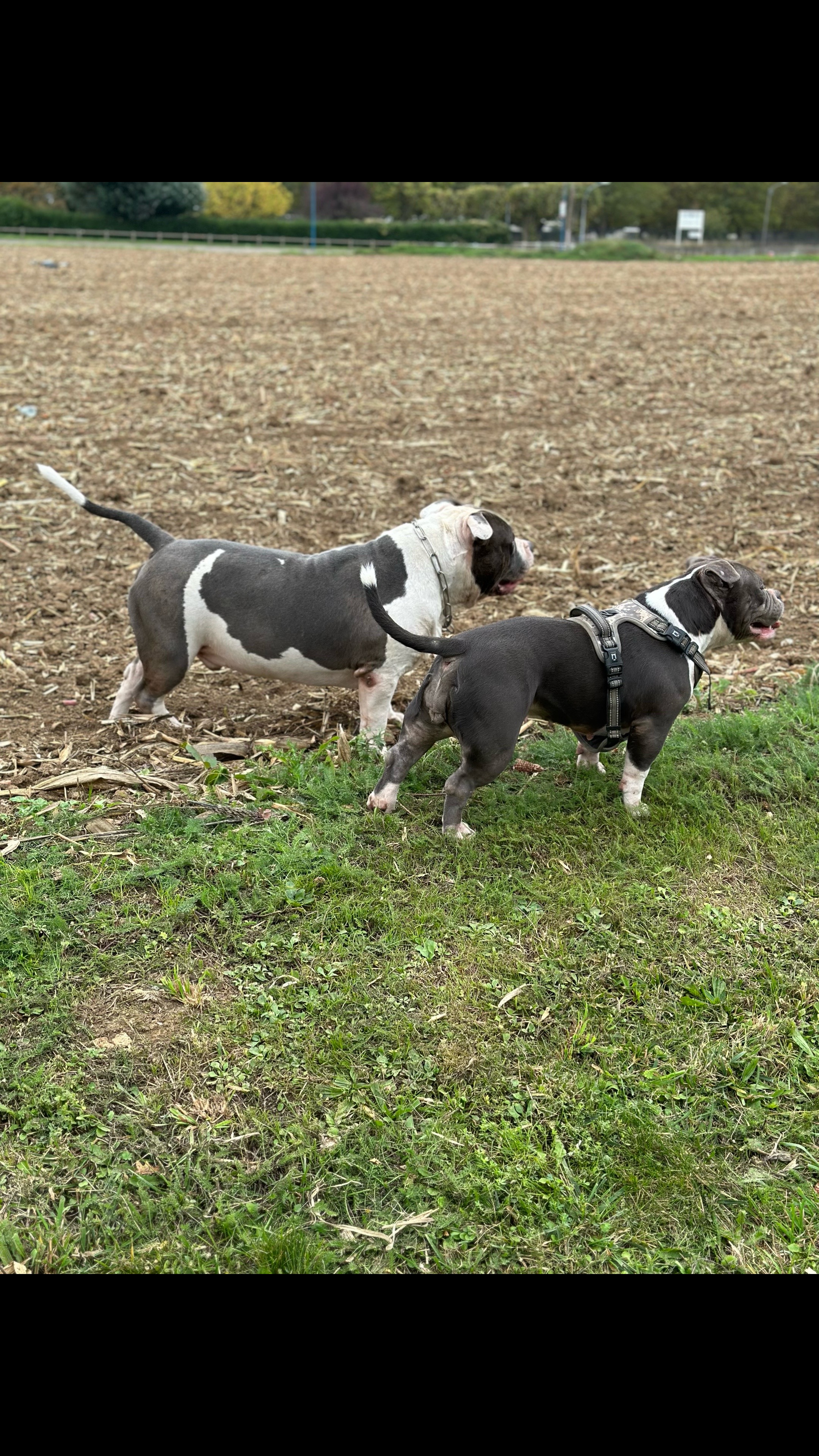 @mosthigh.bullycamp