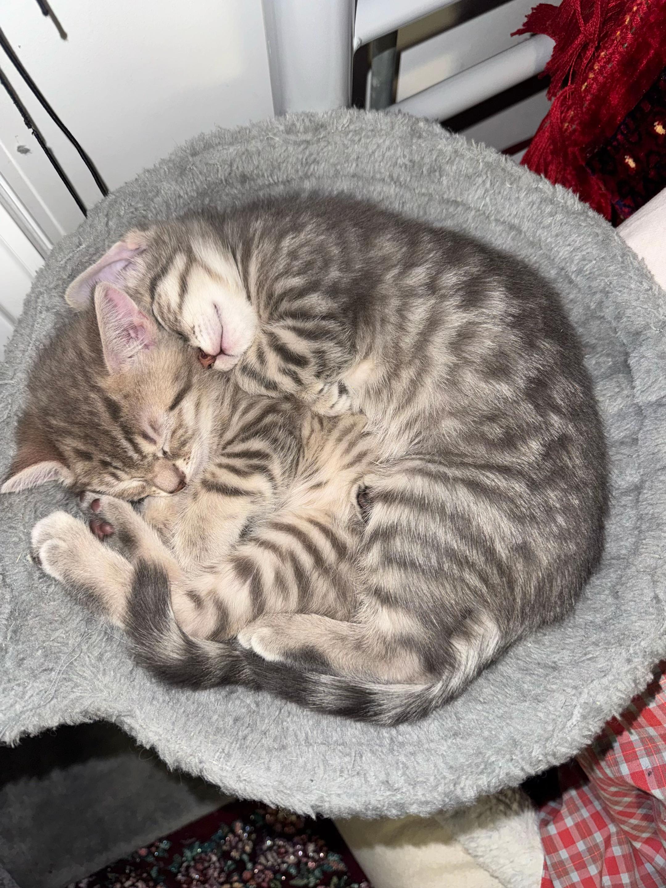 @katze