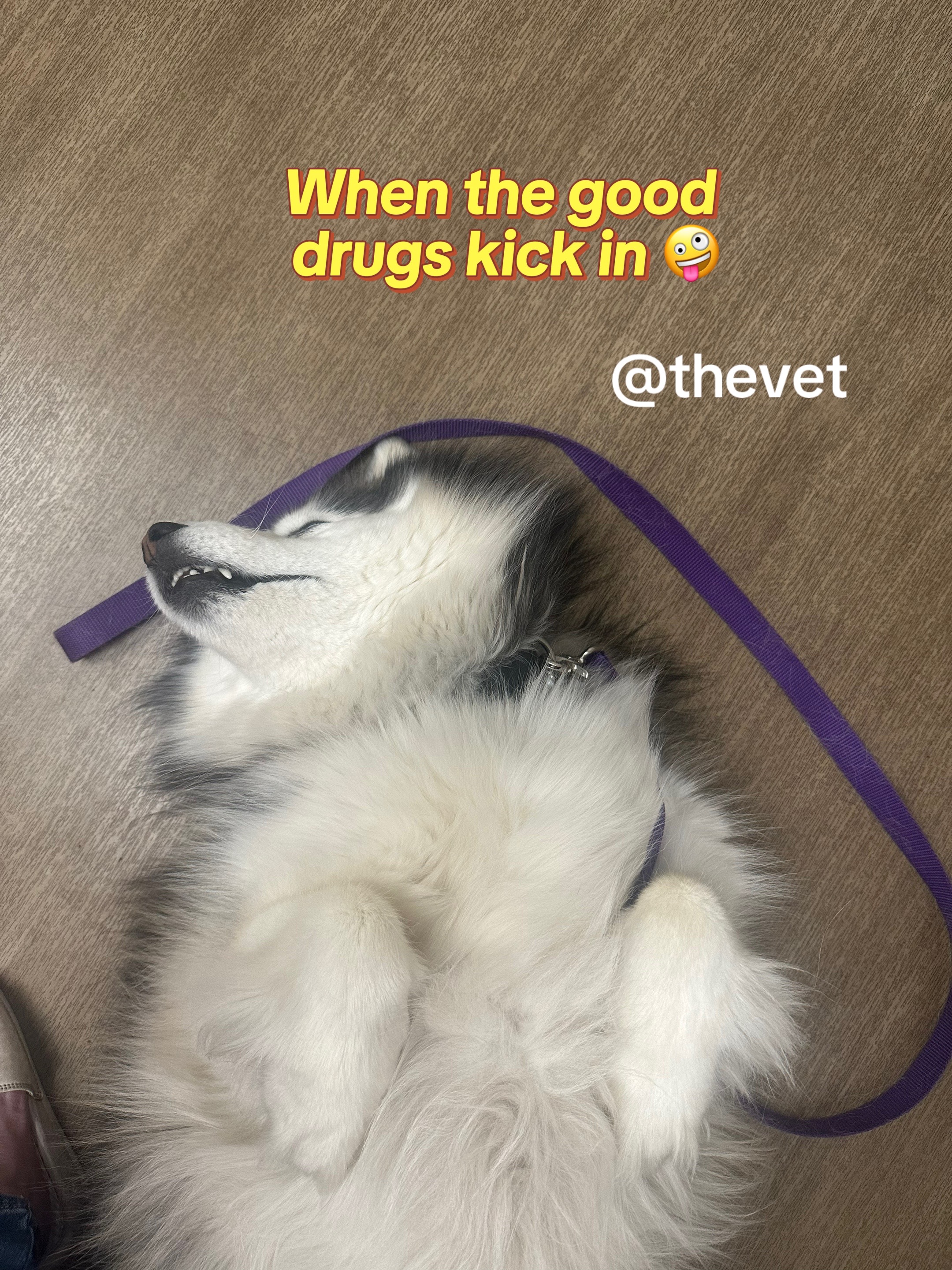 @Shasta & Aspen - Husky Sisters