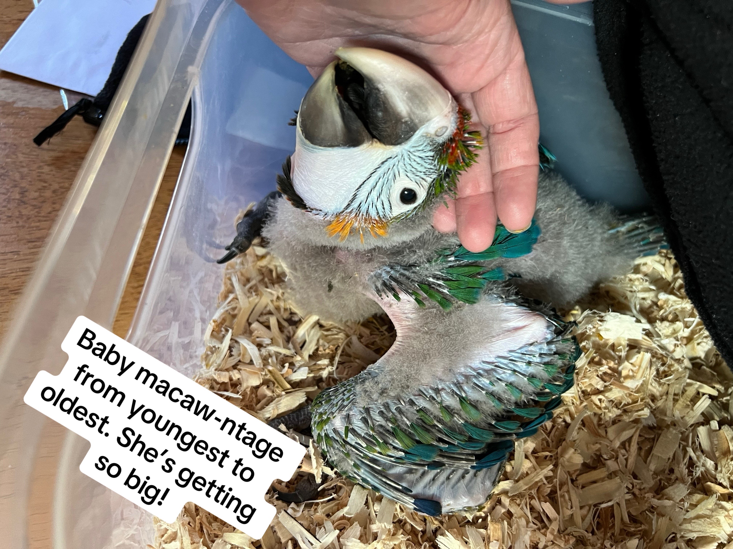 @Rain Blossom Birds