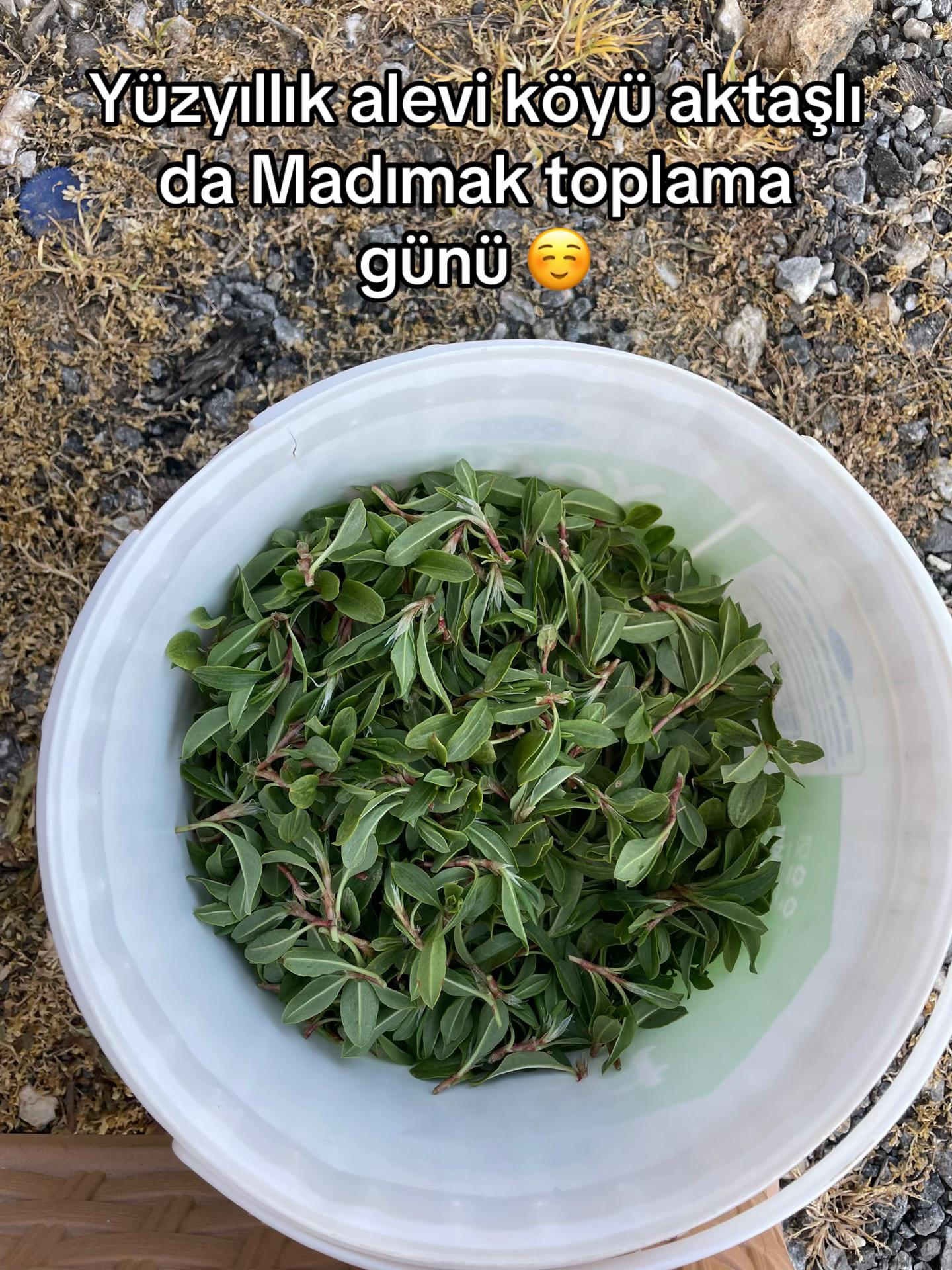 @Kıvırcık•