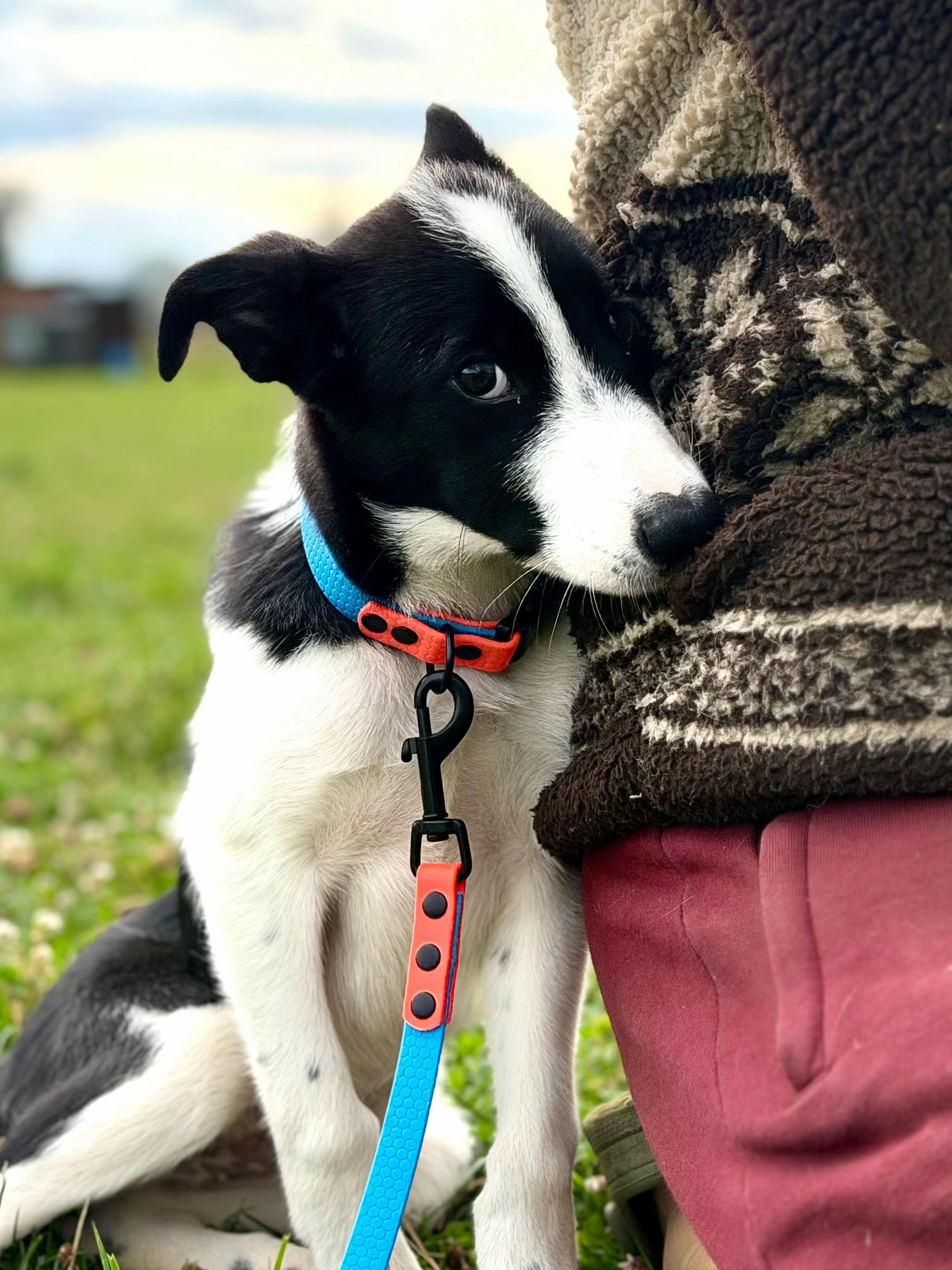 @hauka.dog