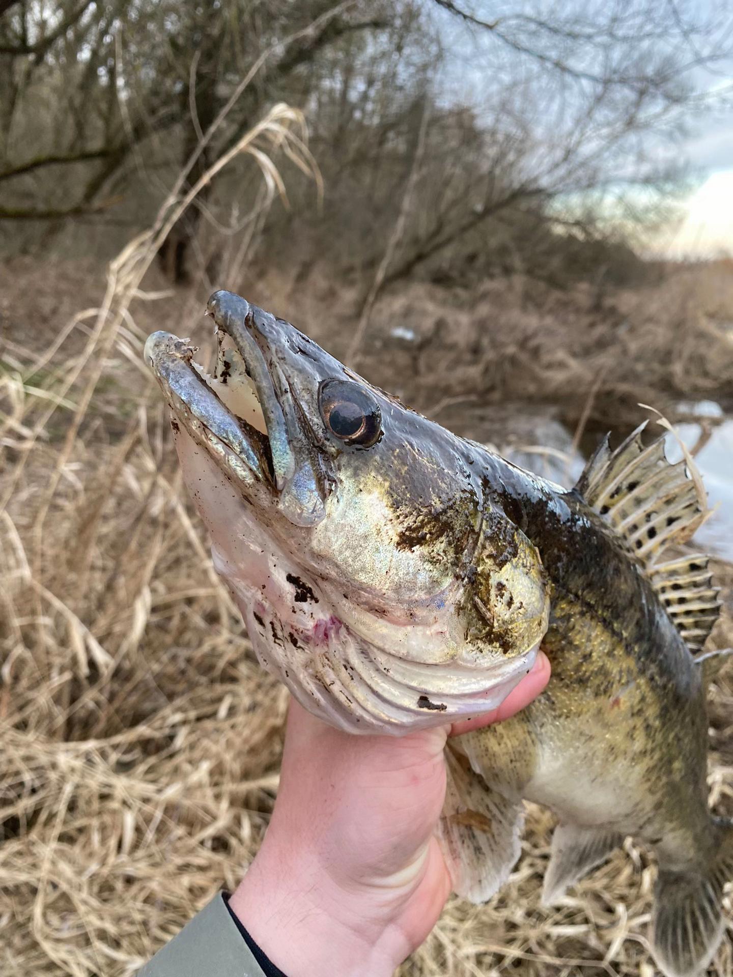 @Ace.fishing