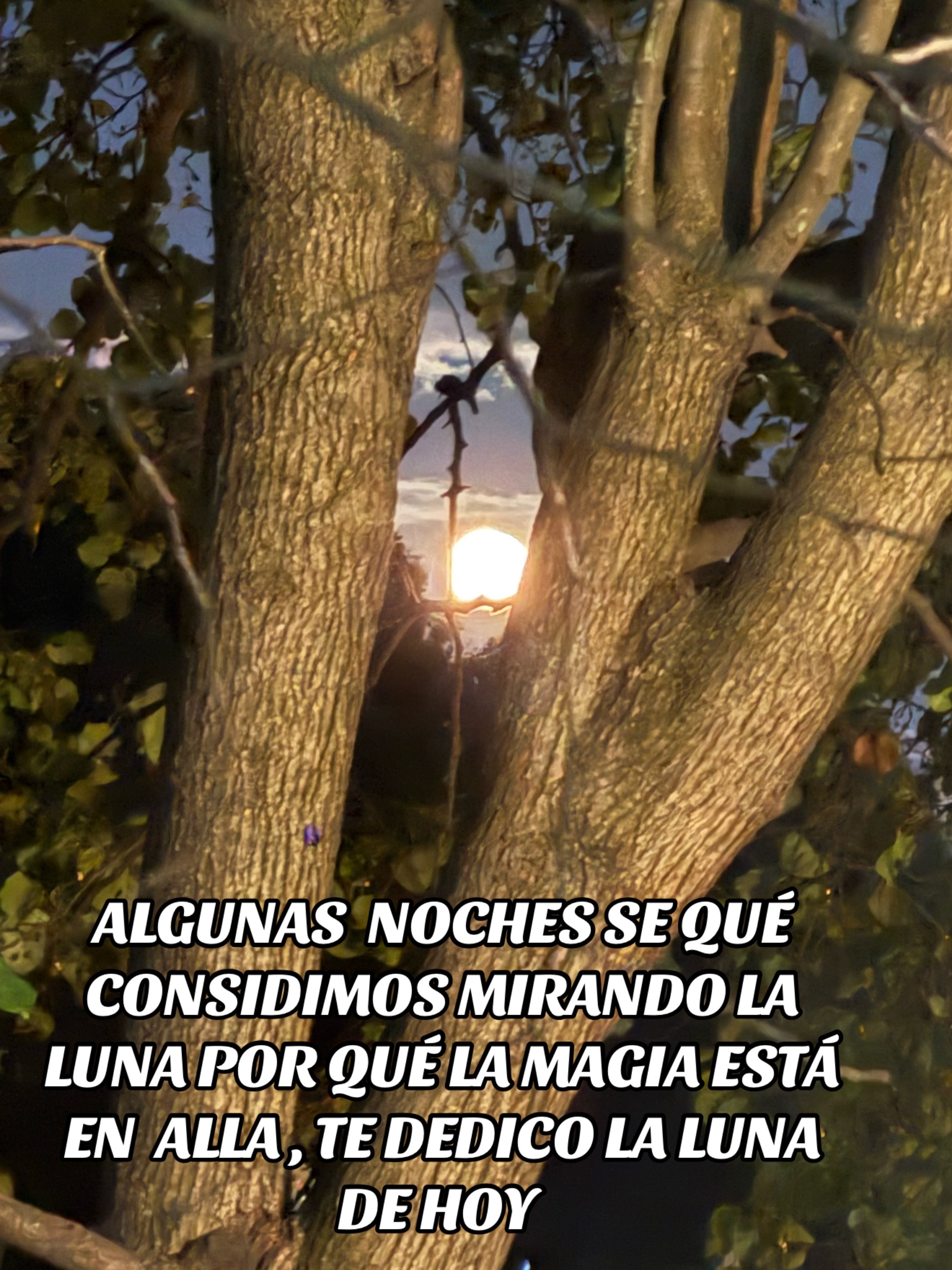 @🌹🌹LA PATRONA🌹🌹🇲🇽🇲🇽🦋🦋