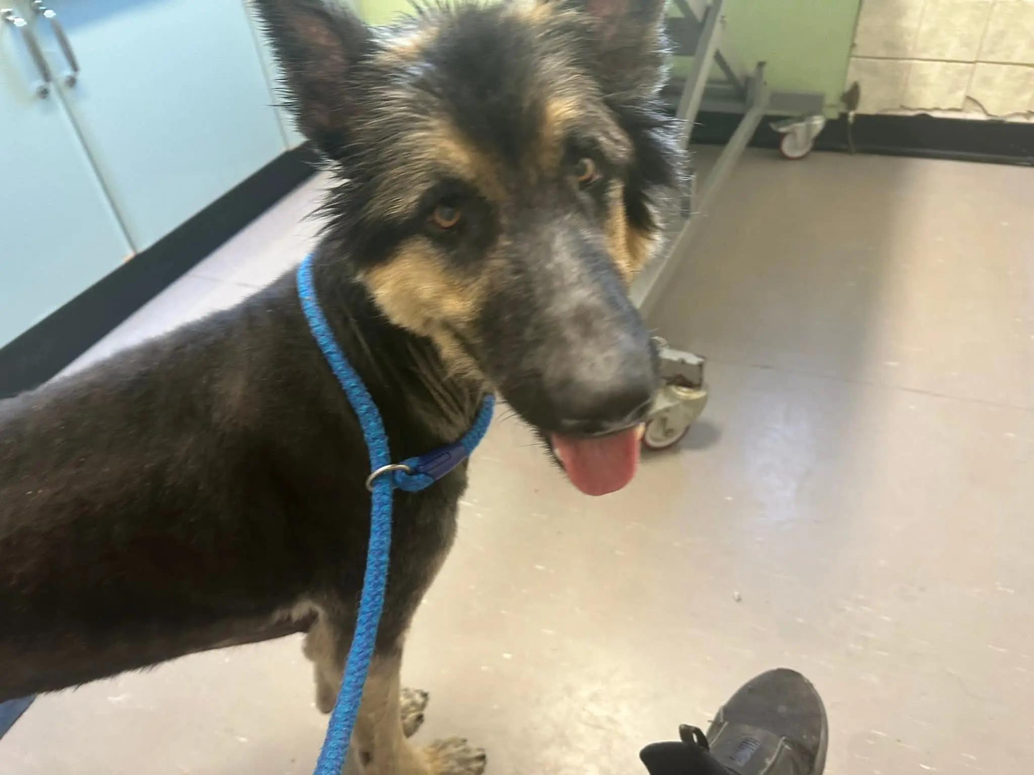 @Valgrays bc & animal rescue