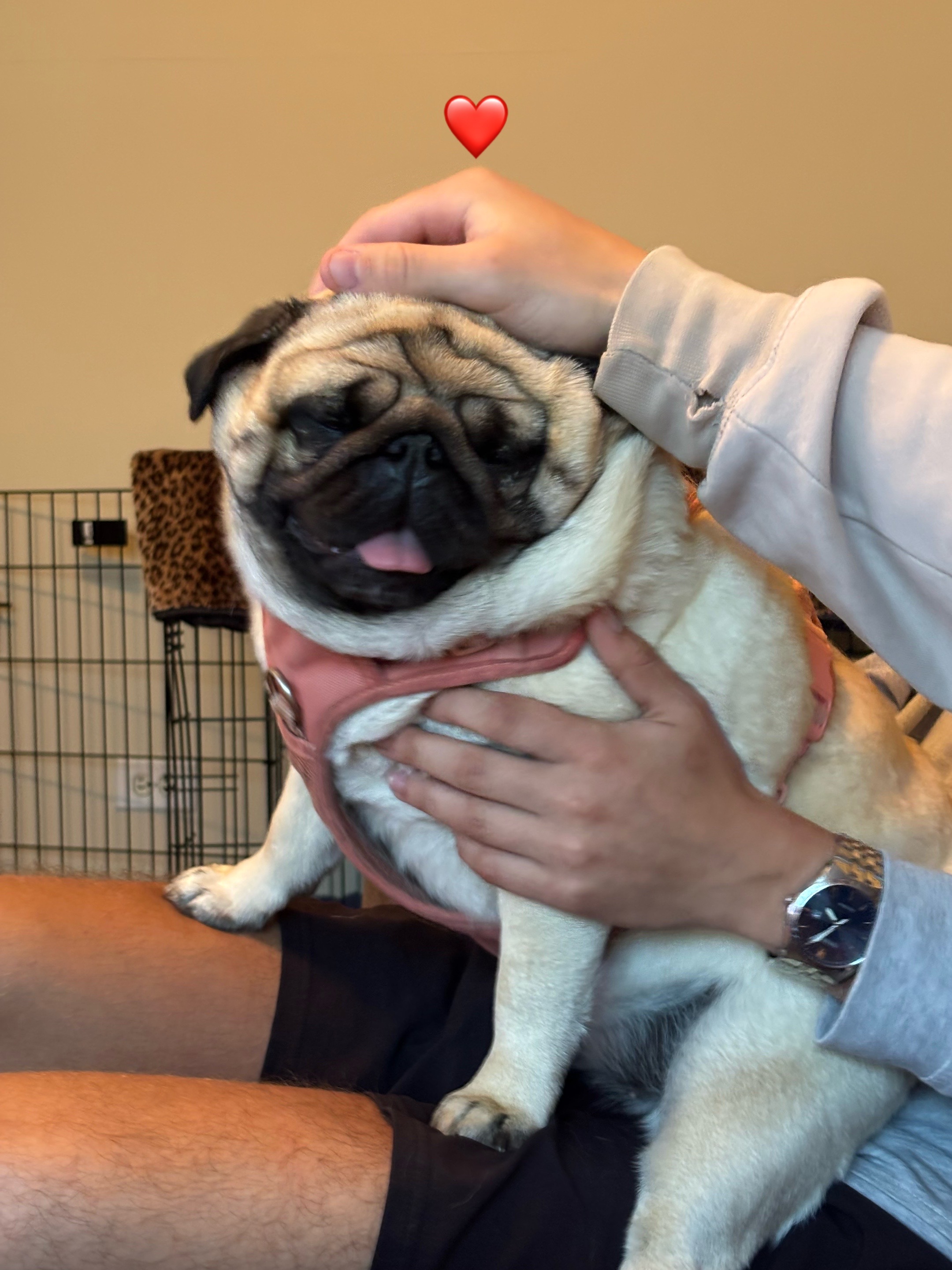 @PUGNAROUND