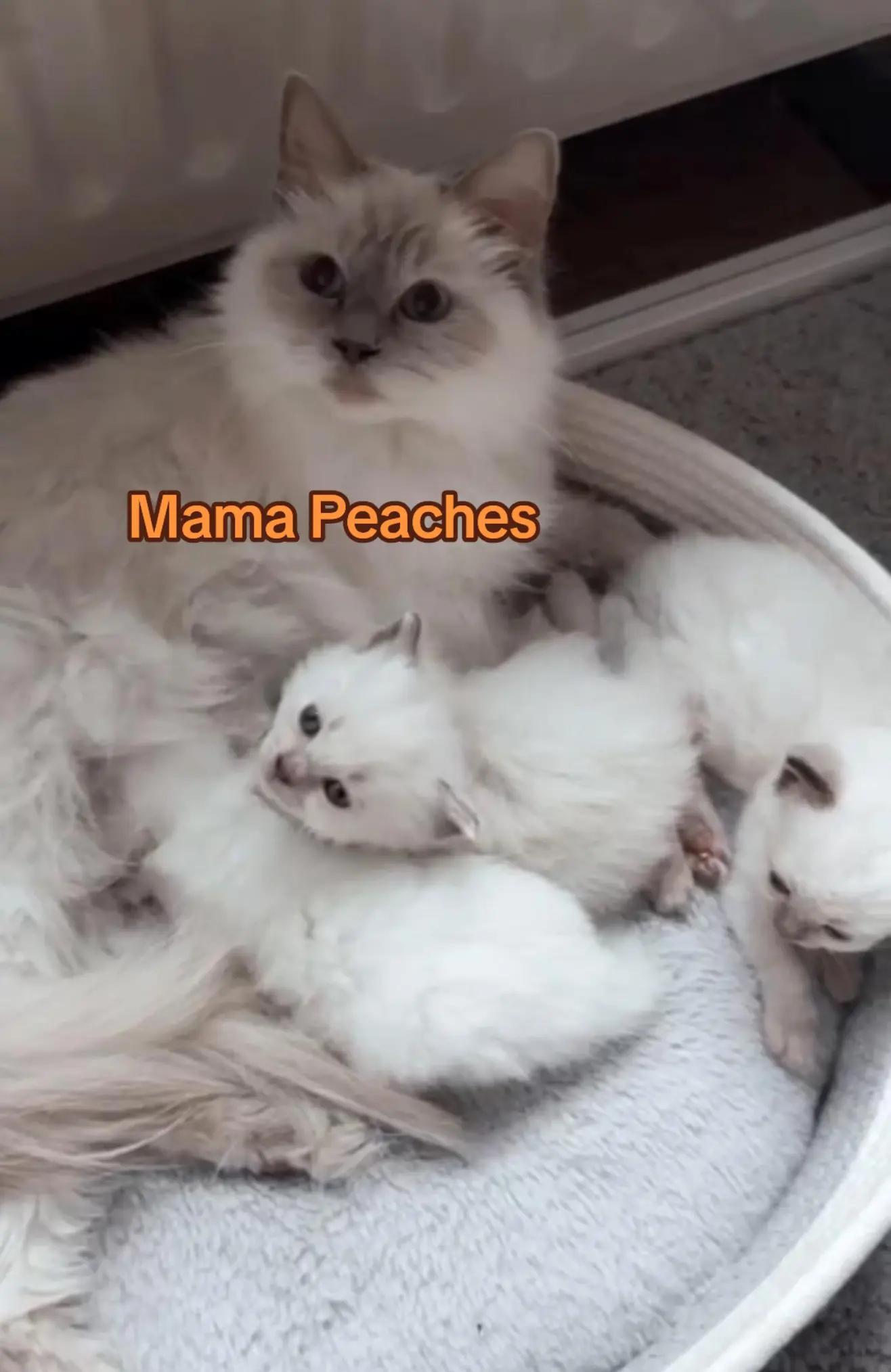 @peachandbeer