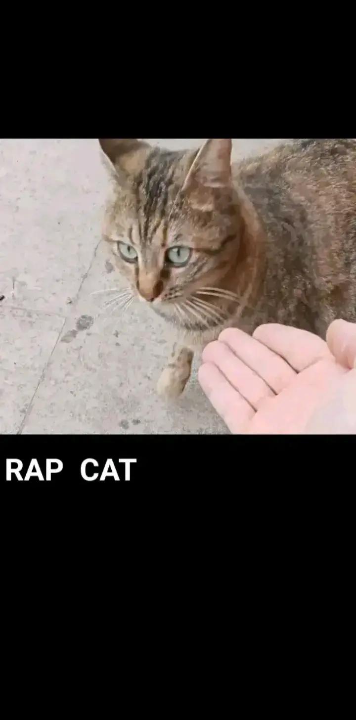 @RAP CAT