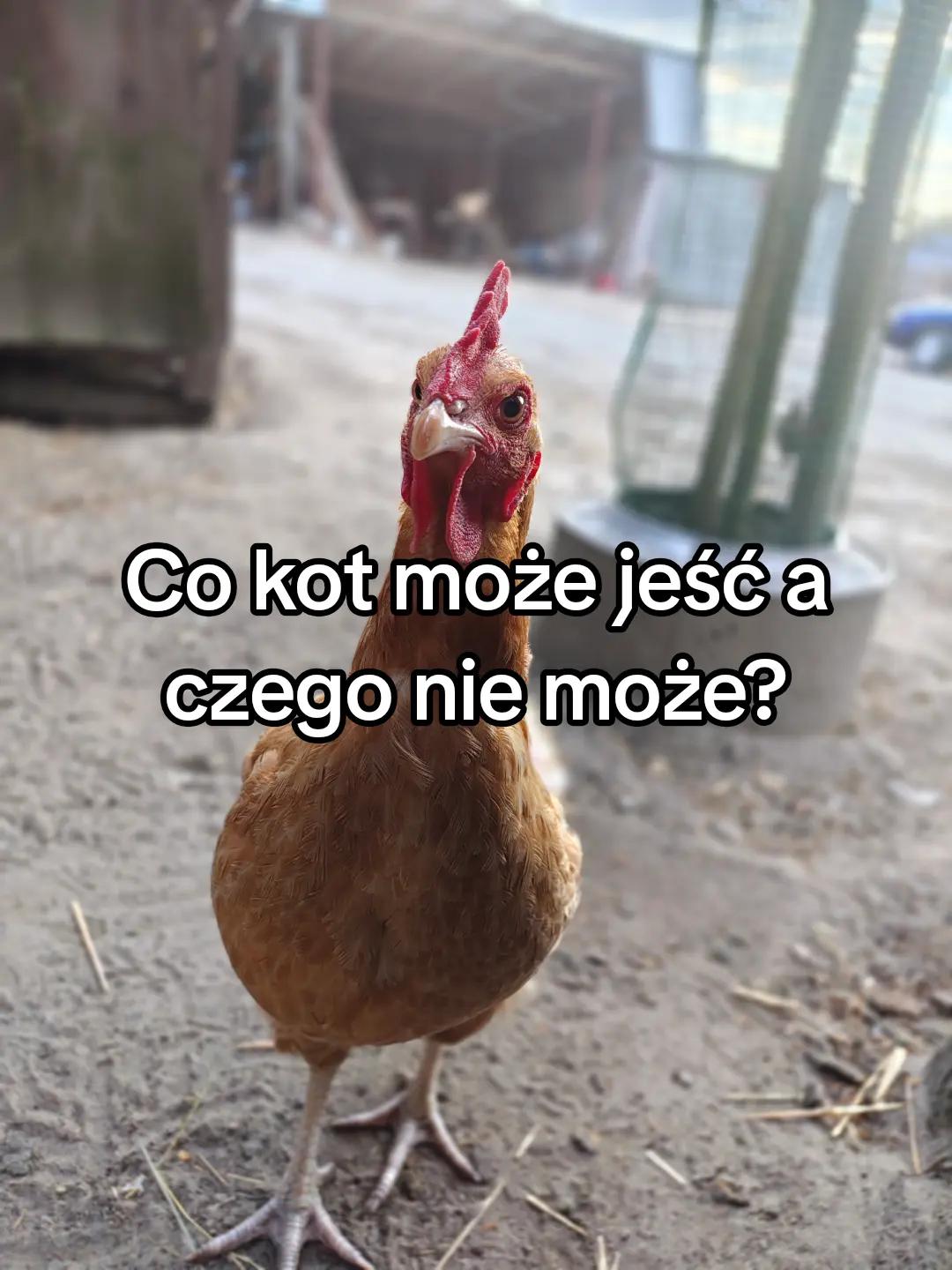 @KochamKurki❤️🐔