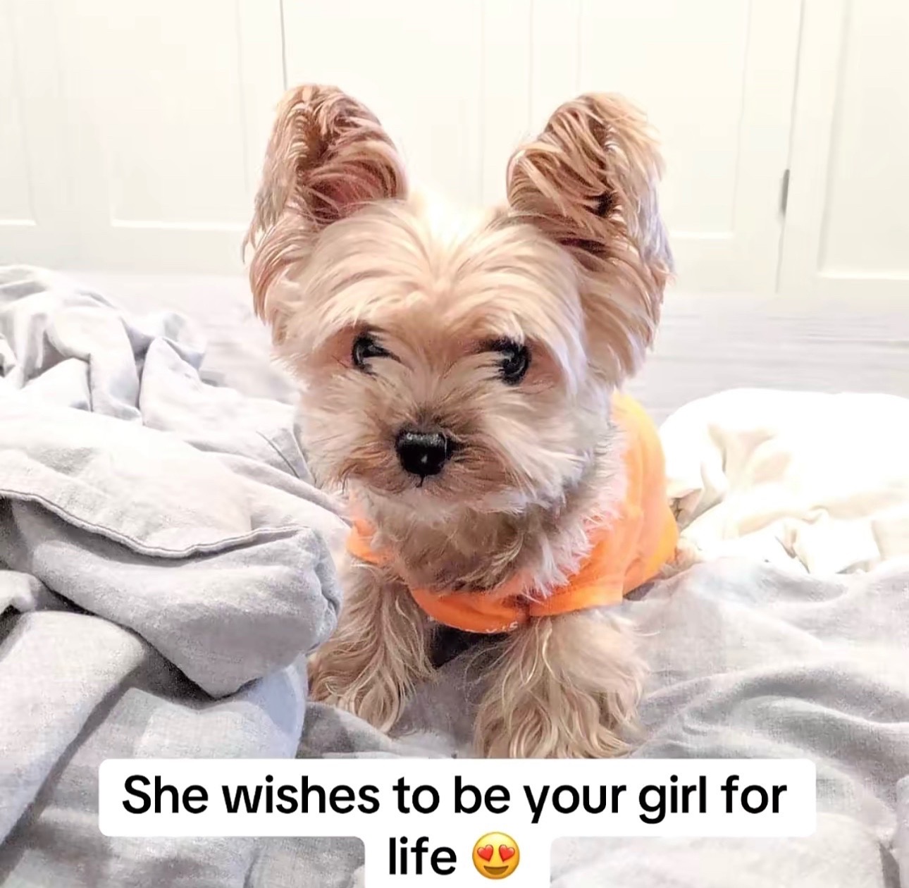 @Yorkies puppies for Adoption