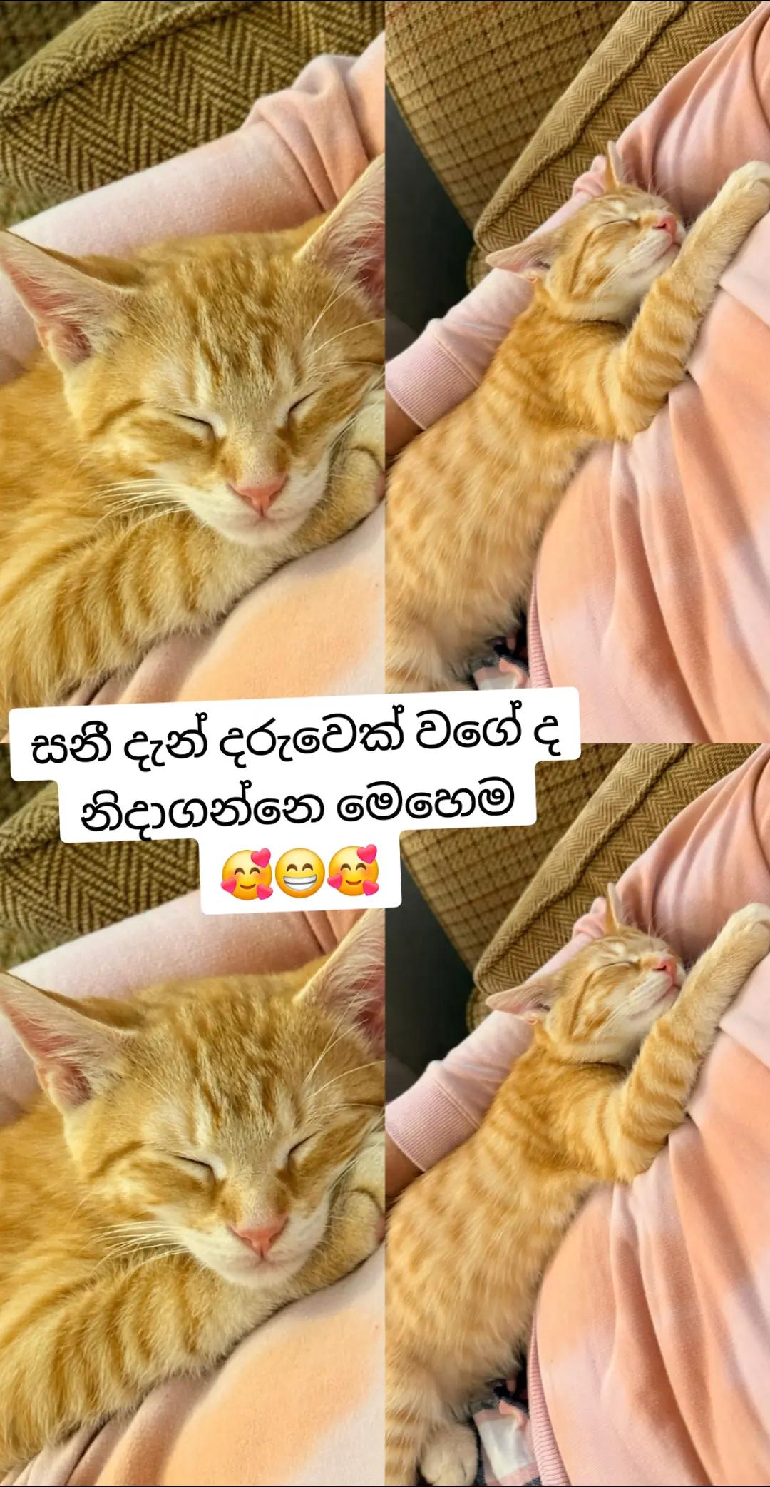 @Nilu Ranaweera 🇬🇧🇱🇰