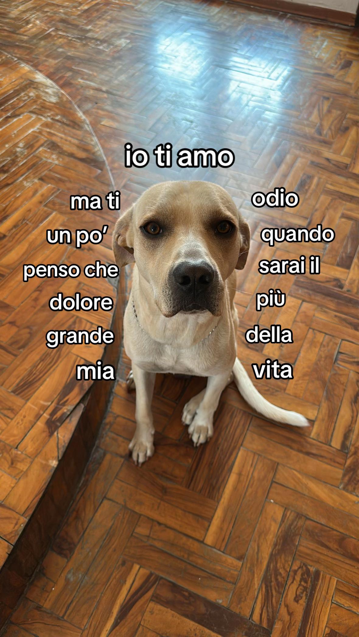 @️danilo🦁