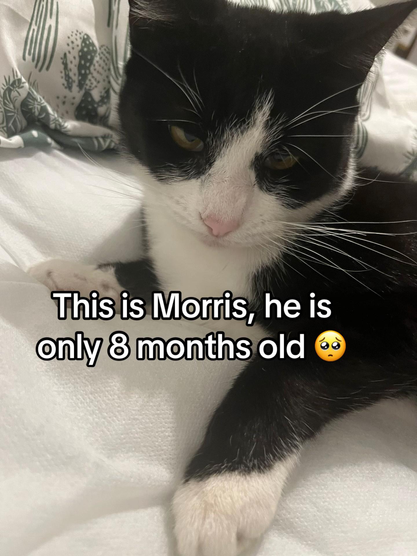 @Save Morris from FIP 🐾❤️&zwj;🩹