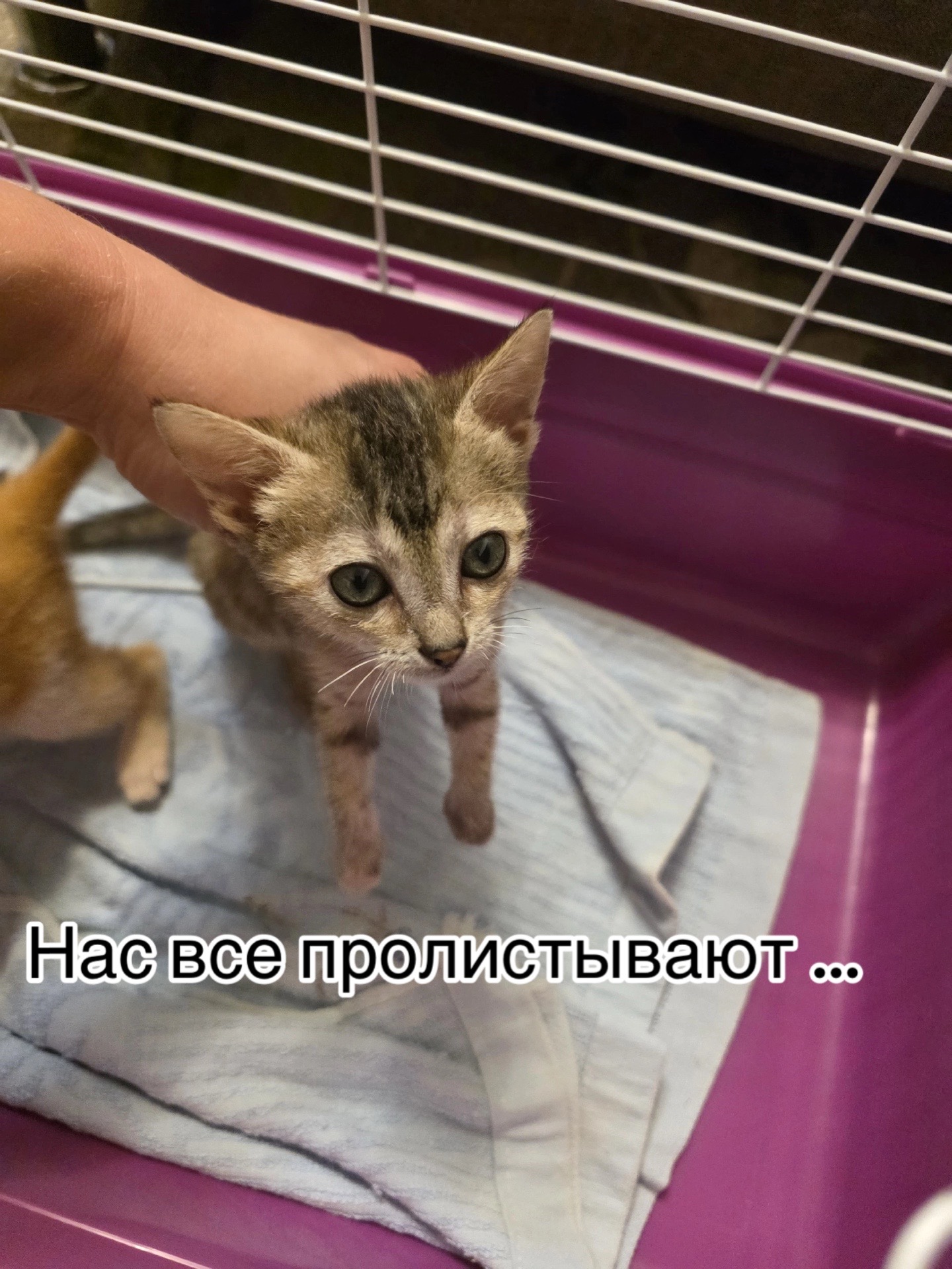 @Приют для животных Потеряшка