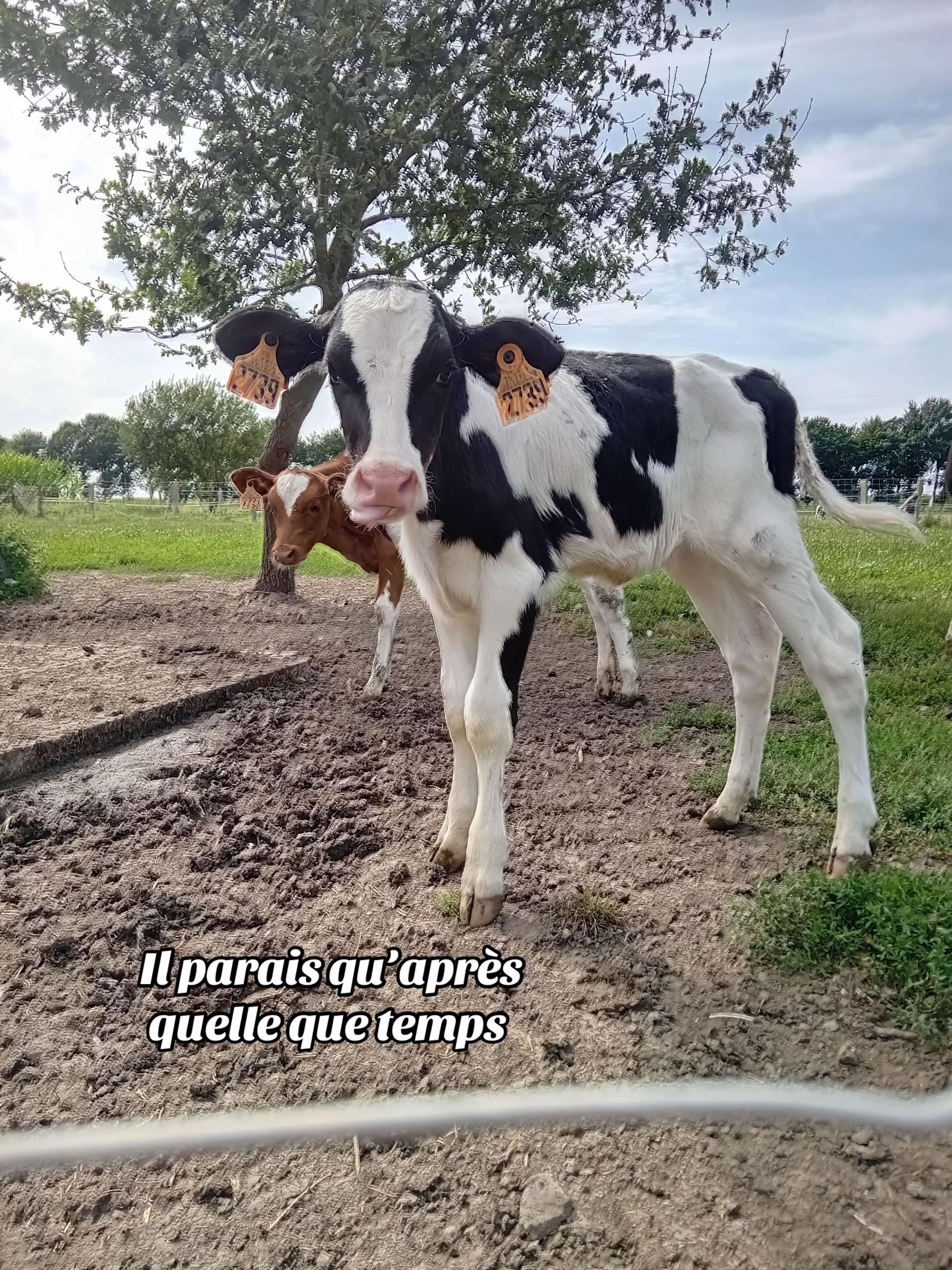 @nadiya🐮