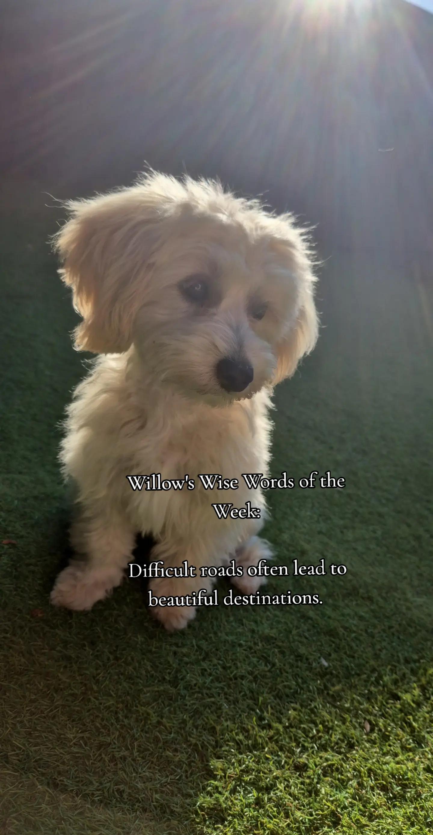 @Willow✨️