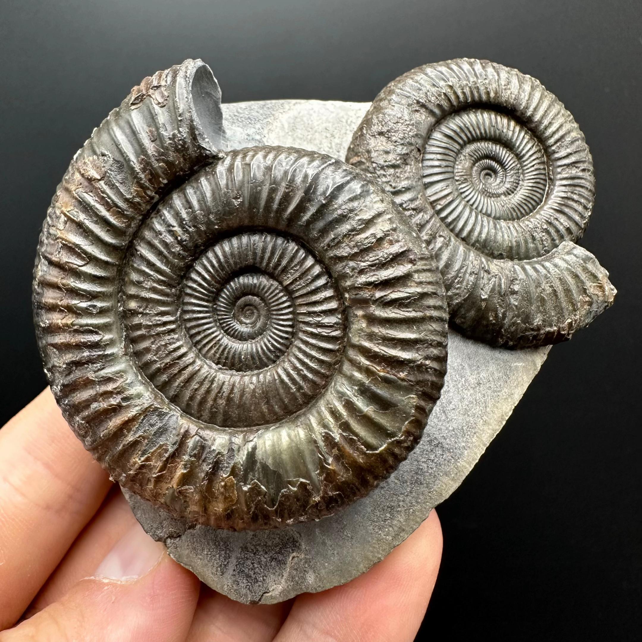@yorkshire.fossils