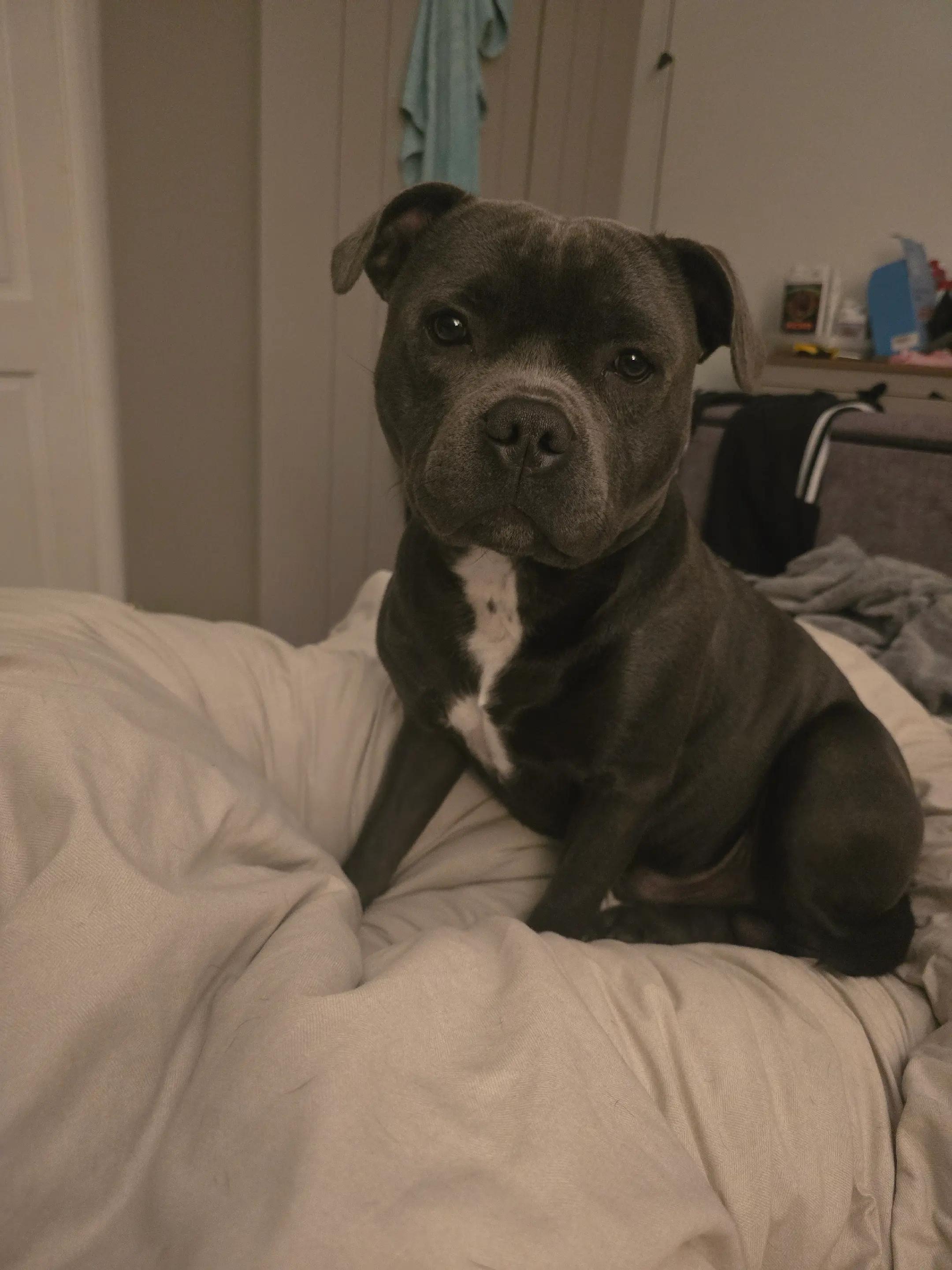 @𝕆𝕕𝕚𝕟🐾