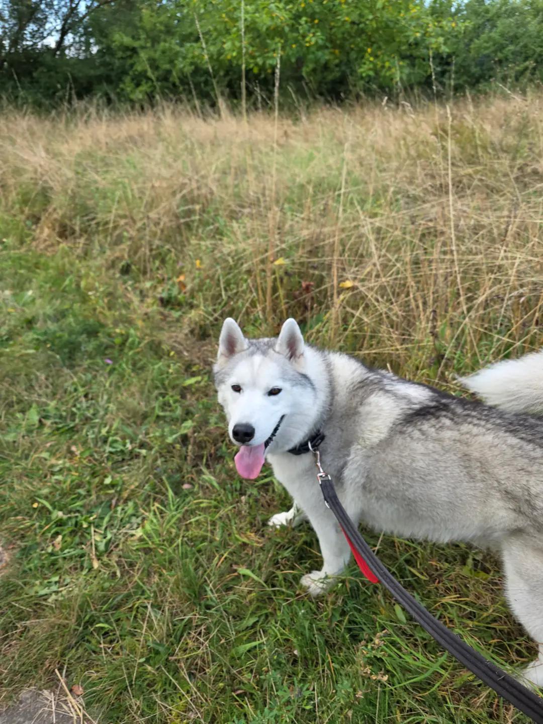 @Husky SkY&AmIgo