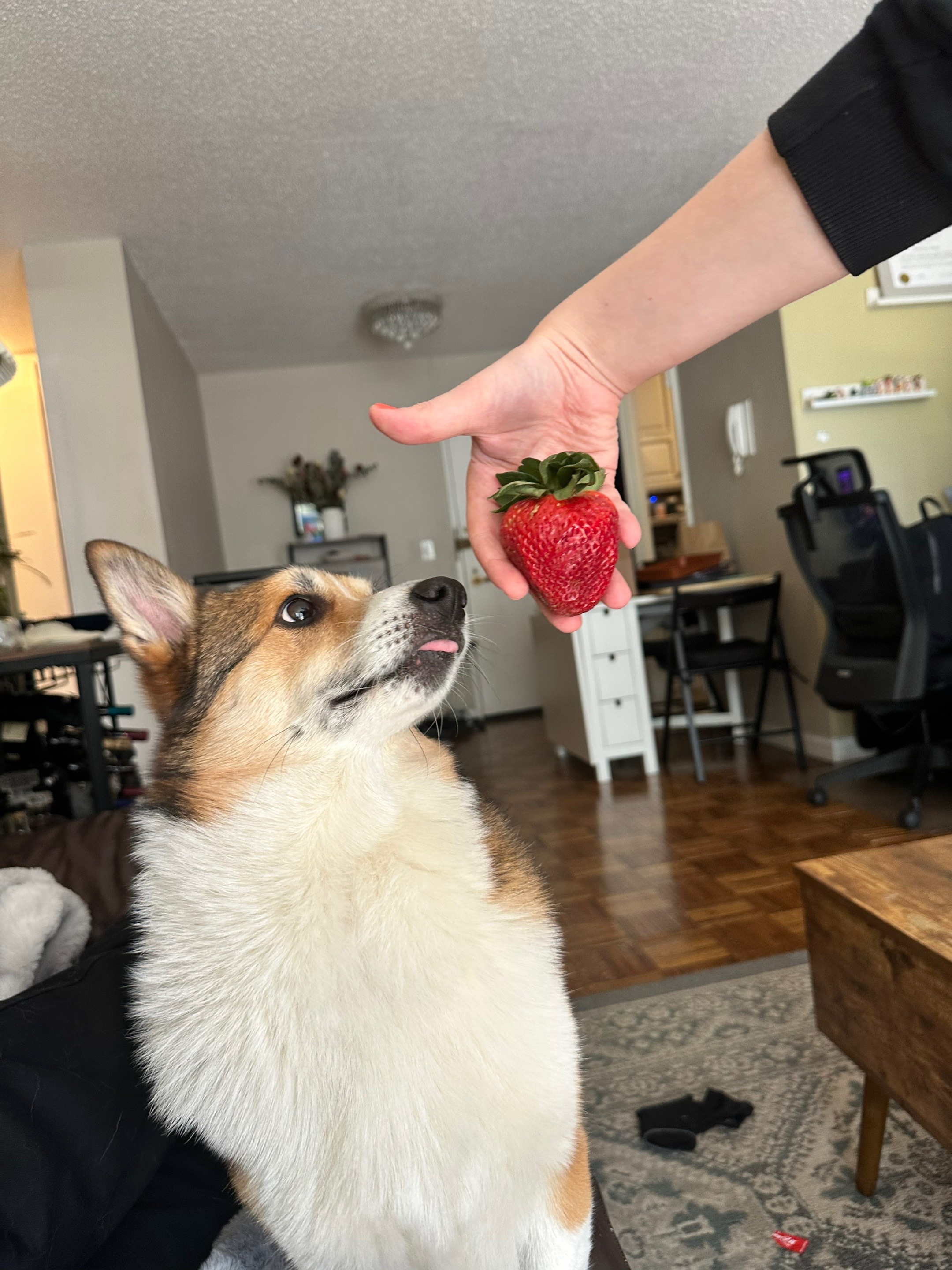@Ollie The Corgi