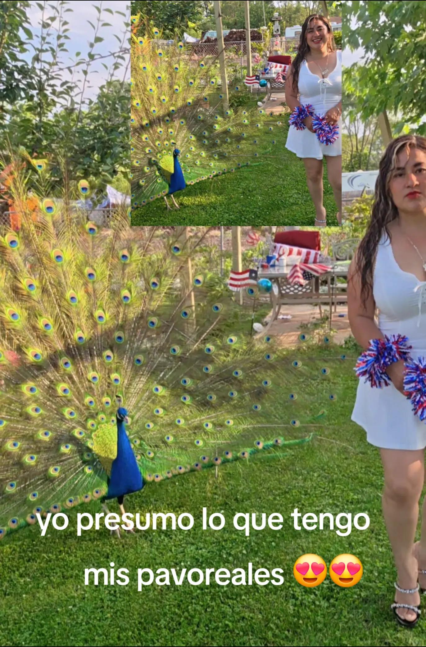 @🇺🇸  FLOR TORRES 🦚💔 🥰 🦃