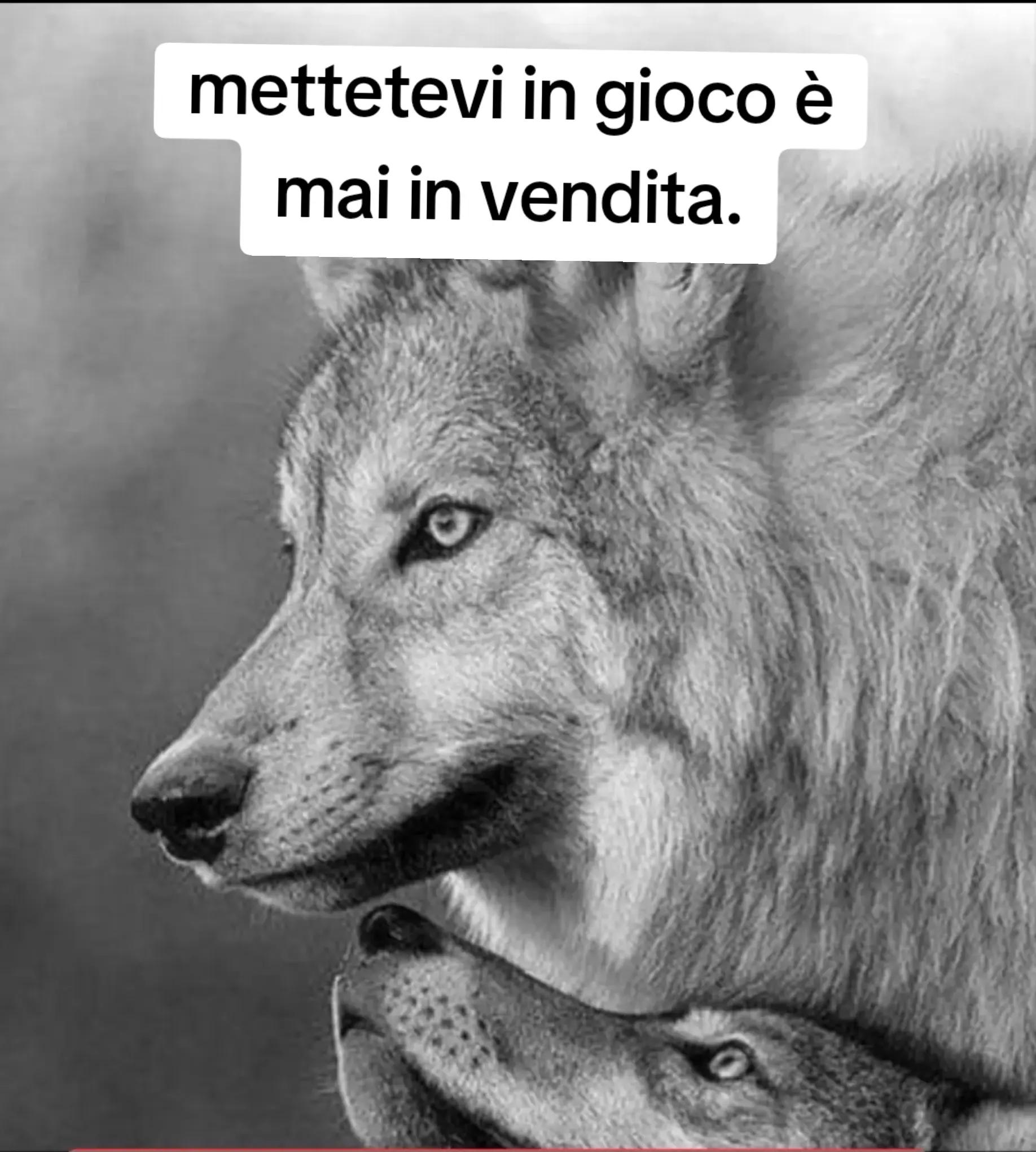 @ciropugliese379