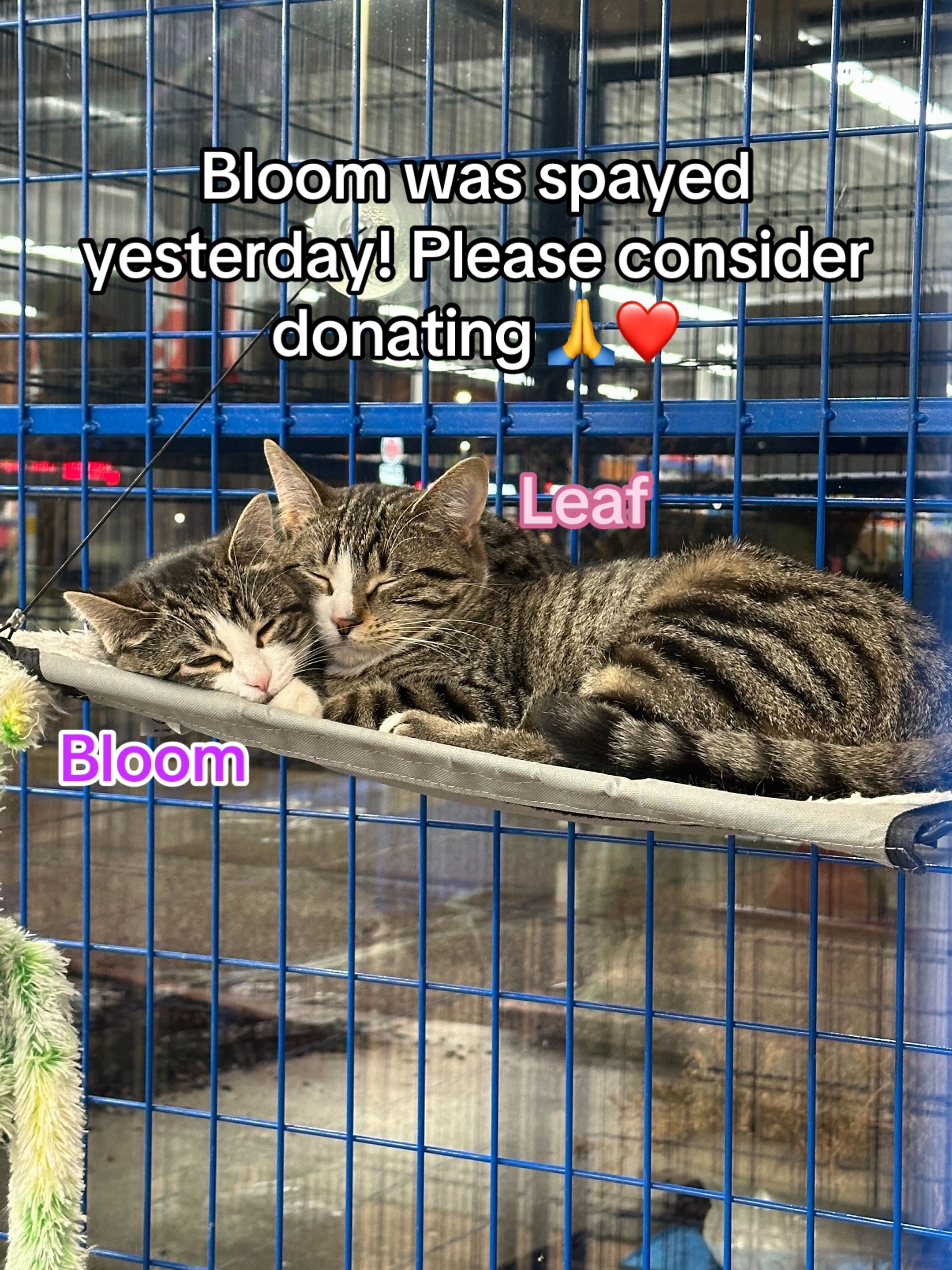 @Kovu&rsquo;s Kitties