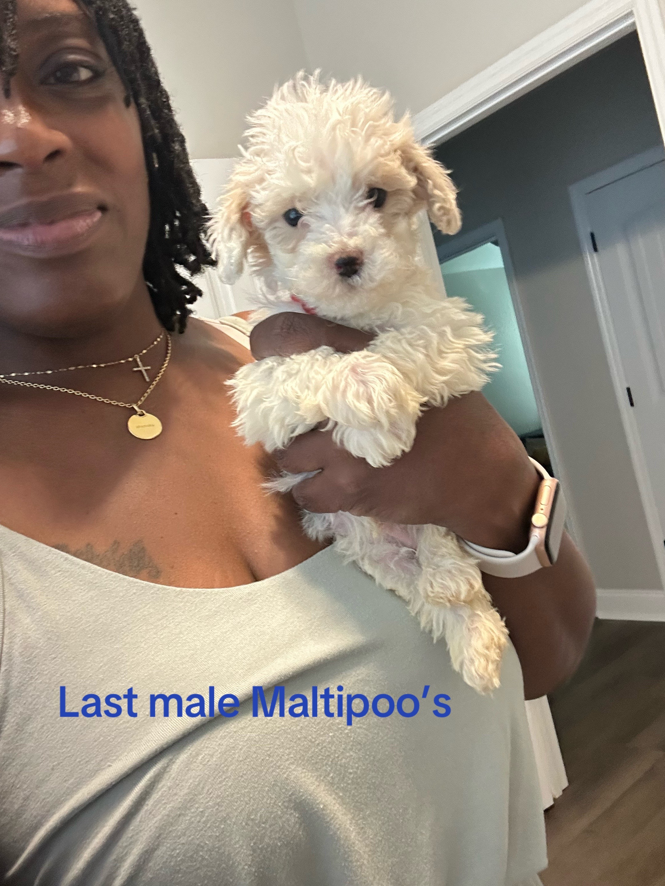 @Shortcake_kennel_2