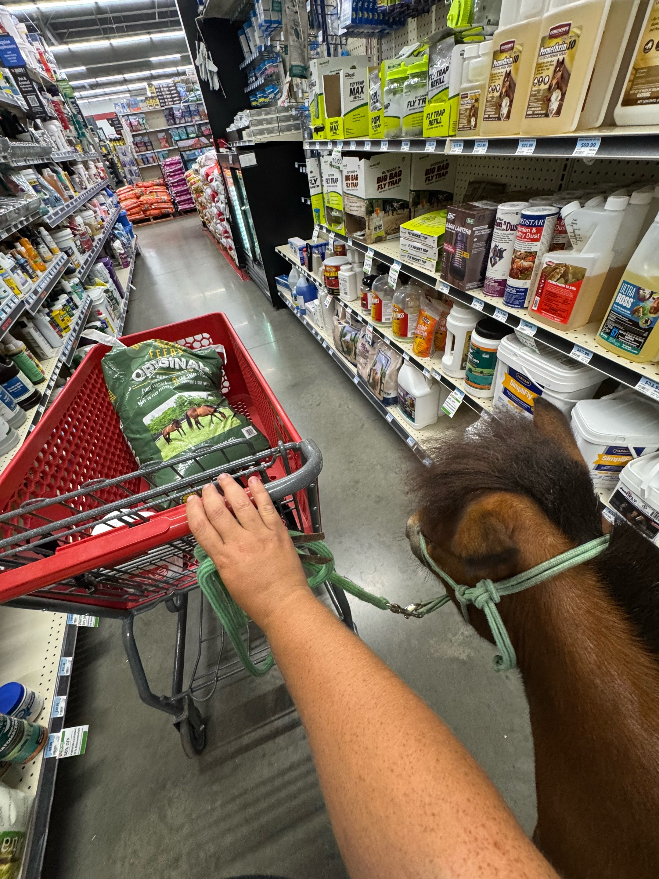 @Sugarfoot the Therapy Horse