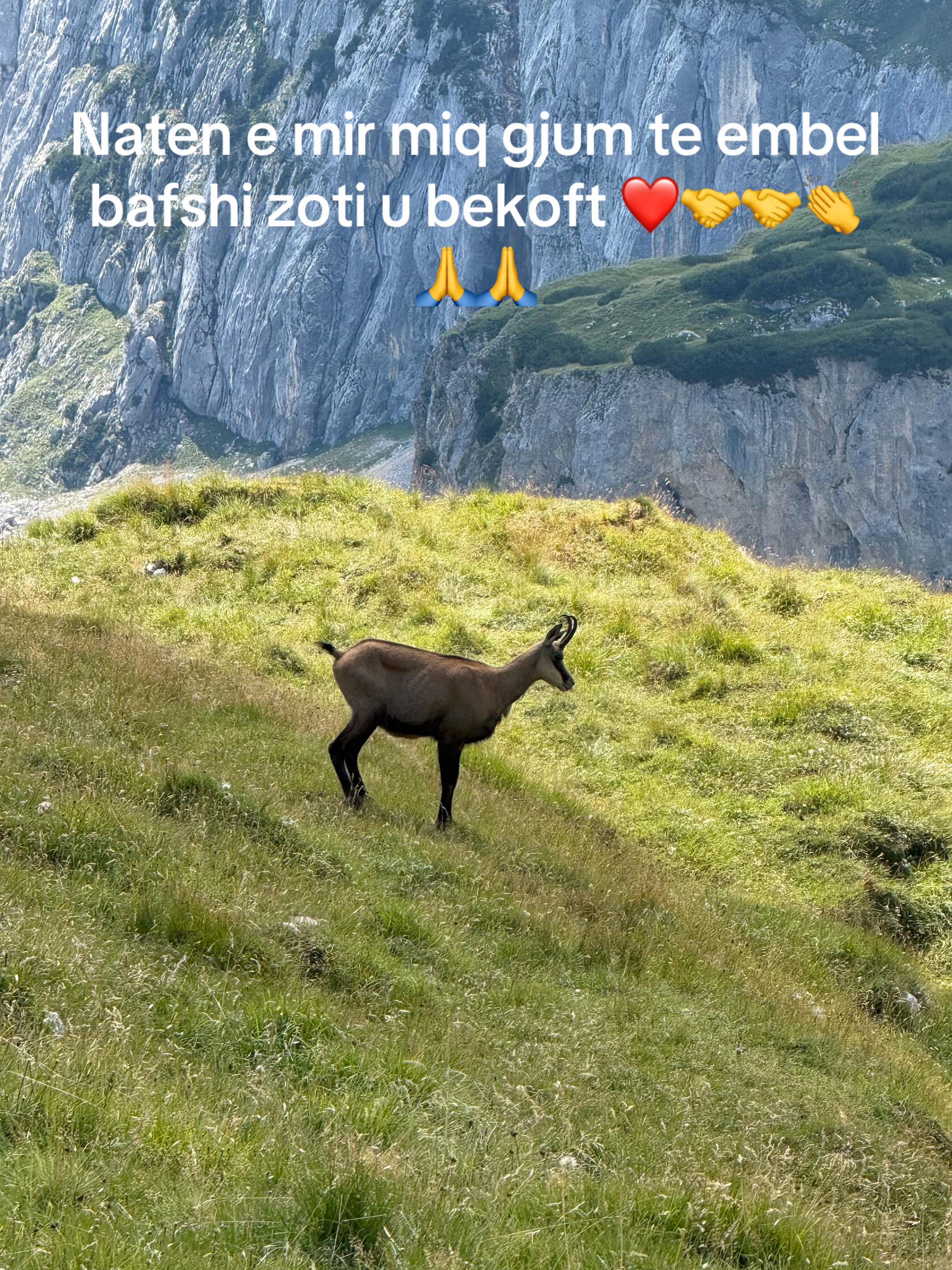 @elezleka787
