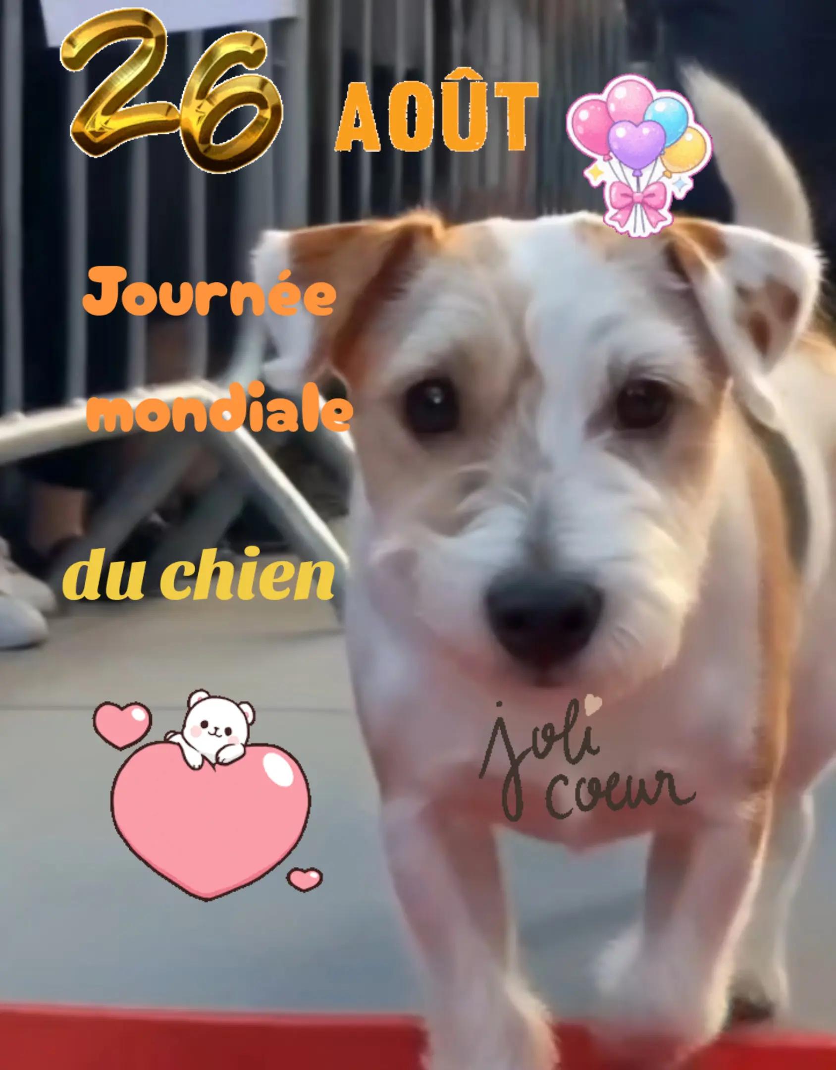 @Marie 👩&zwj;🦳 et Jolicoeur🐶🐾