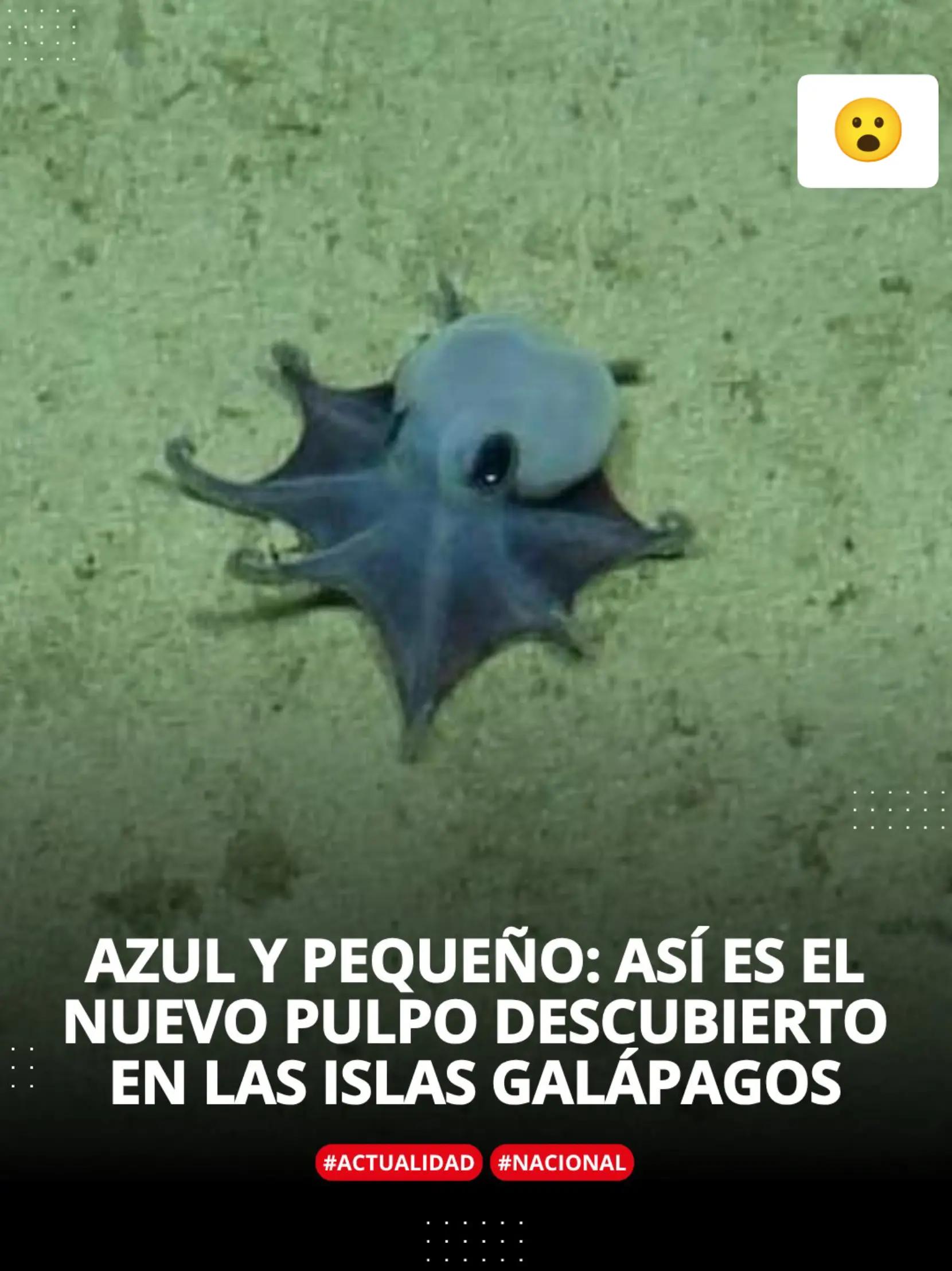 @Too Noticias