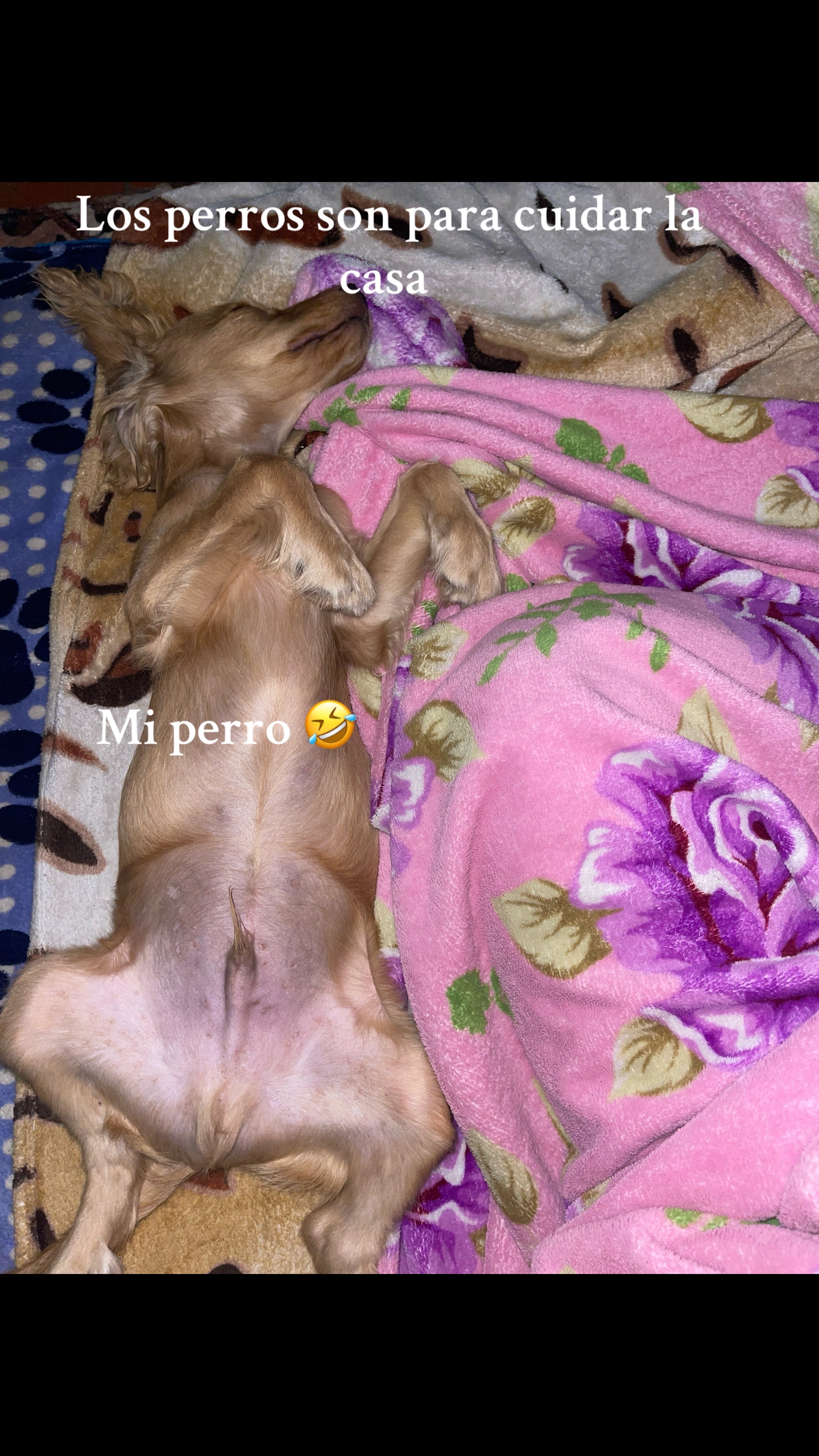 @🍓Leonardito