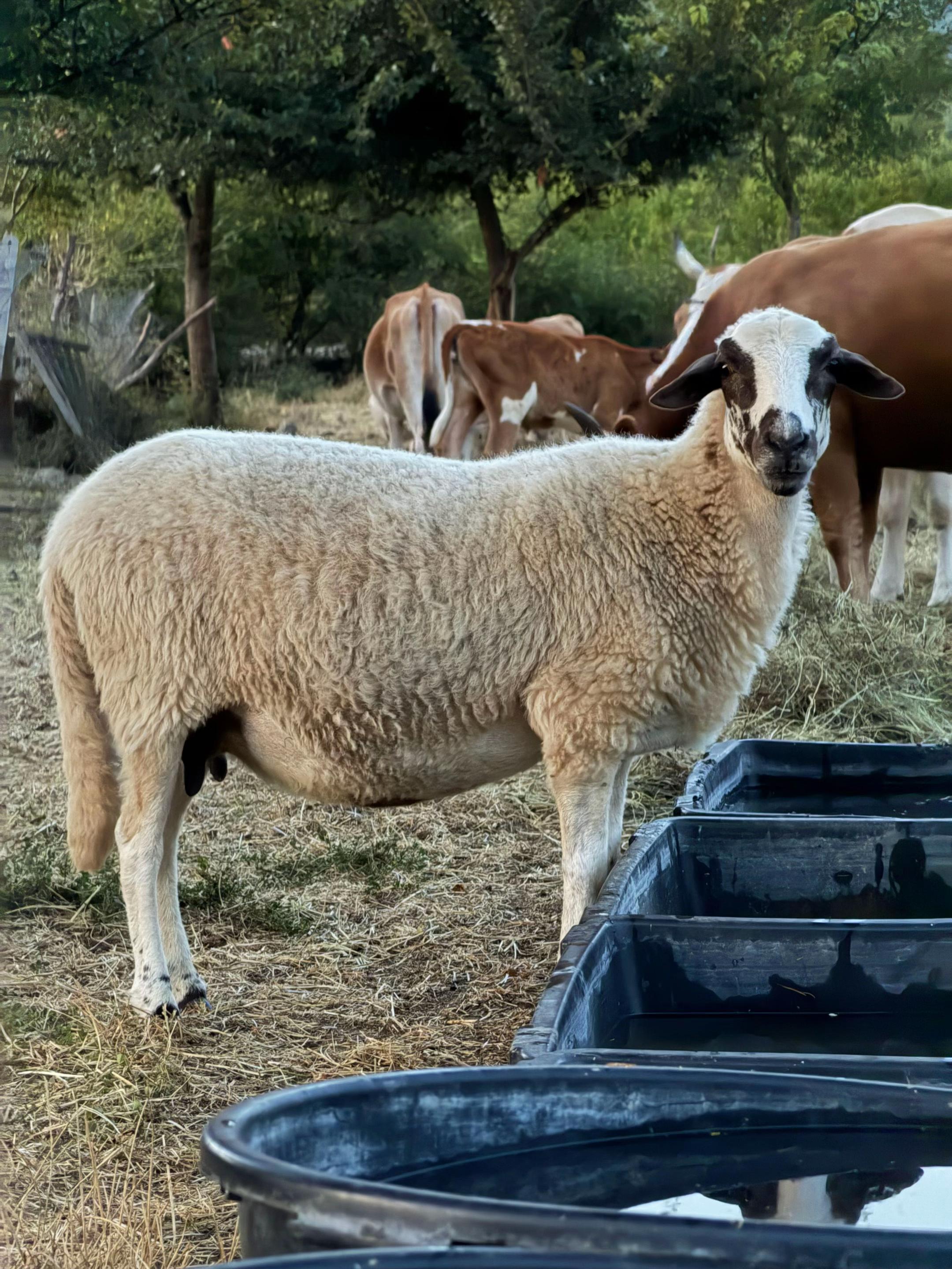 @GurishtaFarm