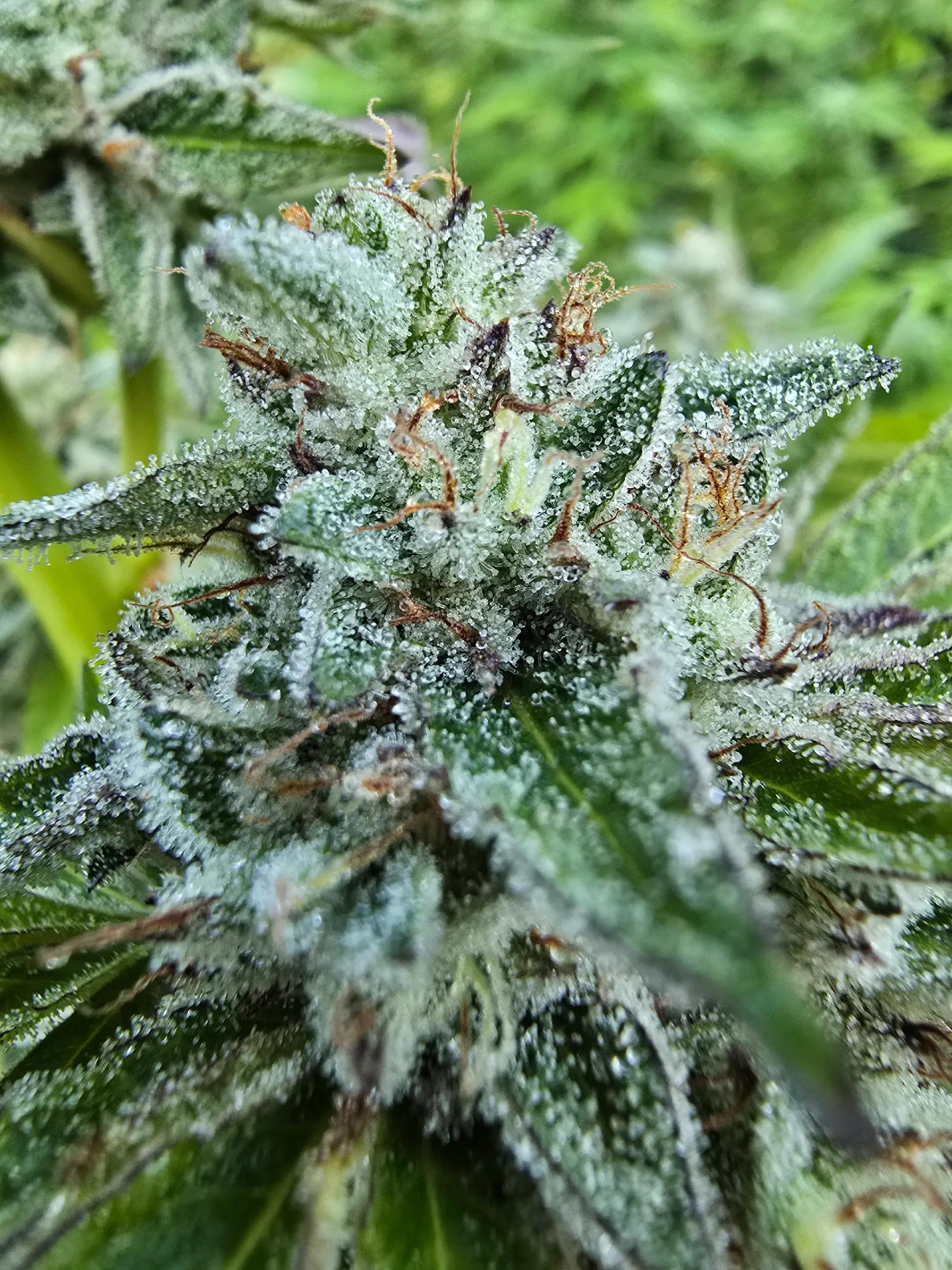@dollarstorepostmalone