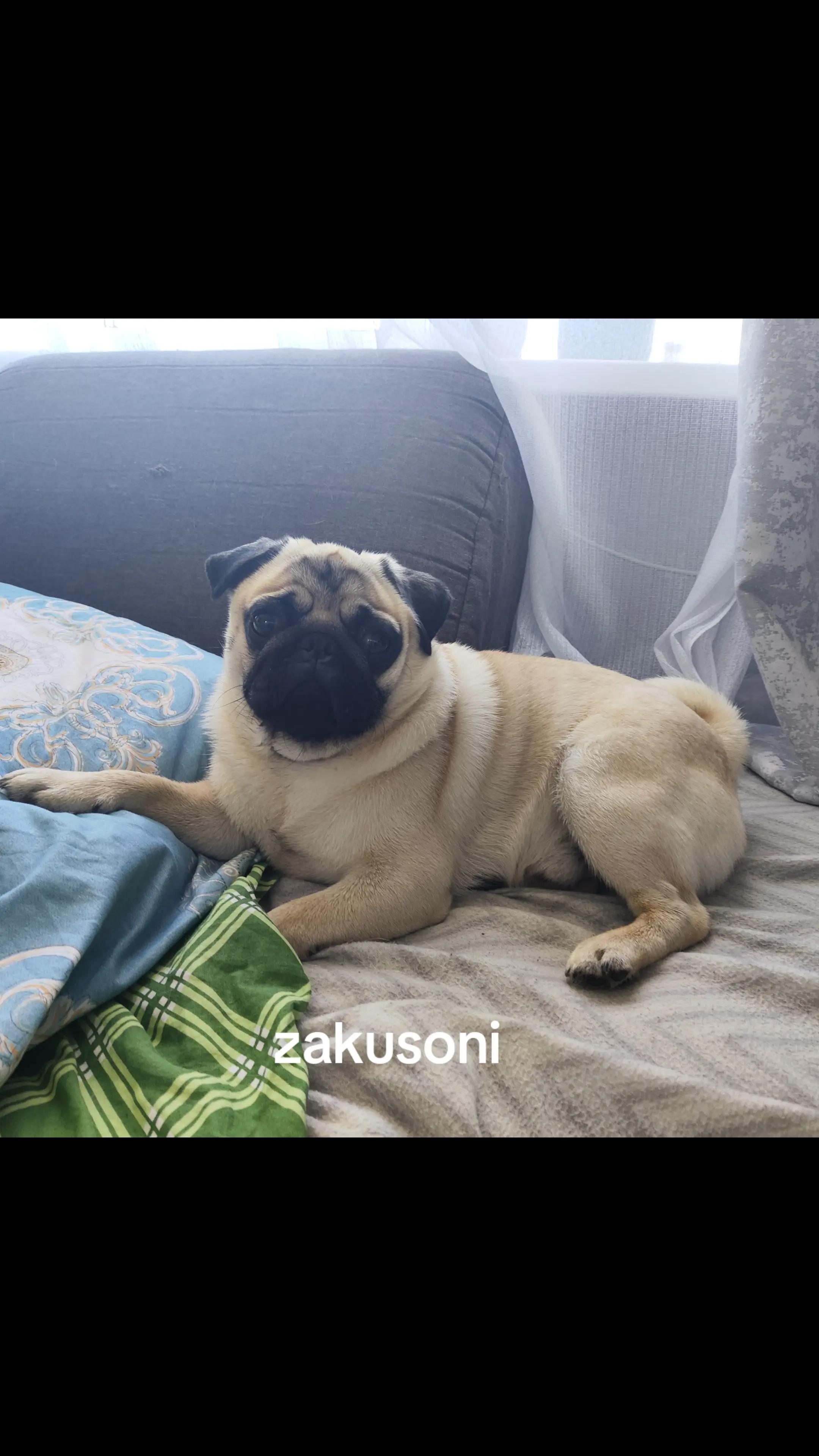 @ЧИПУНЕТСКИЙ👑