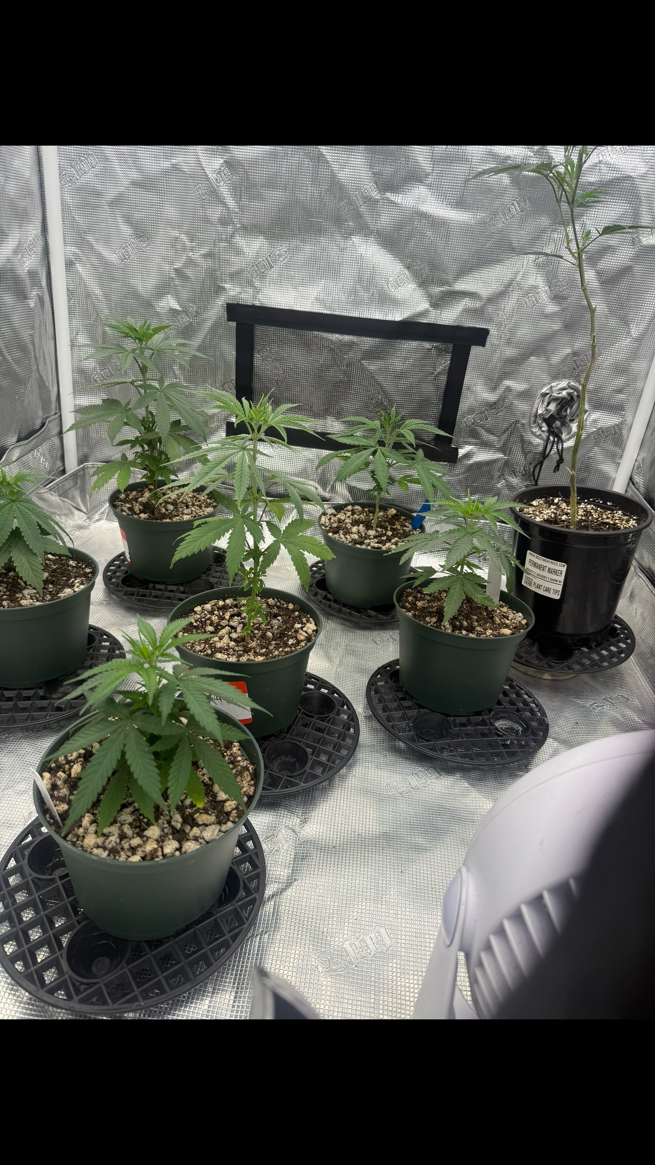 @Lucid Genetics