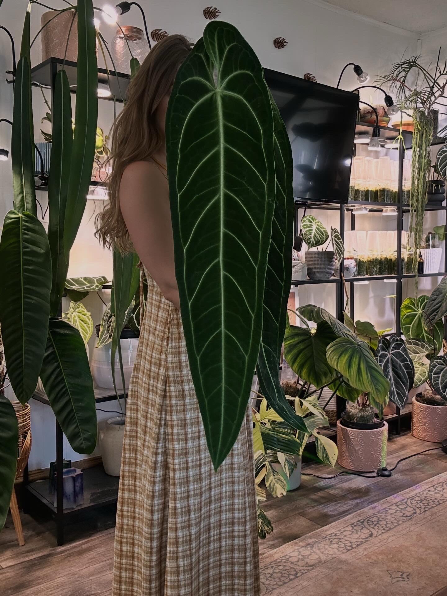 @theplantgirl_diaries