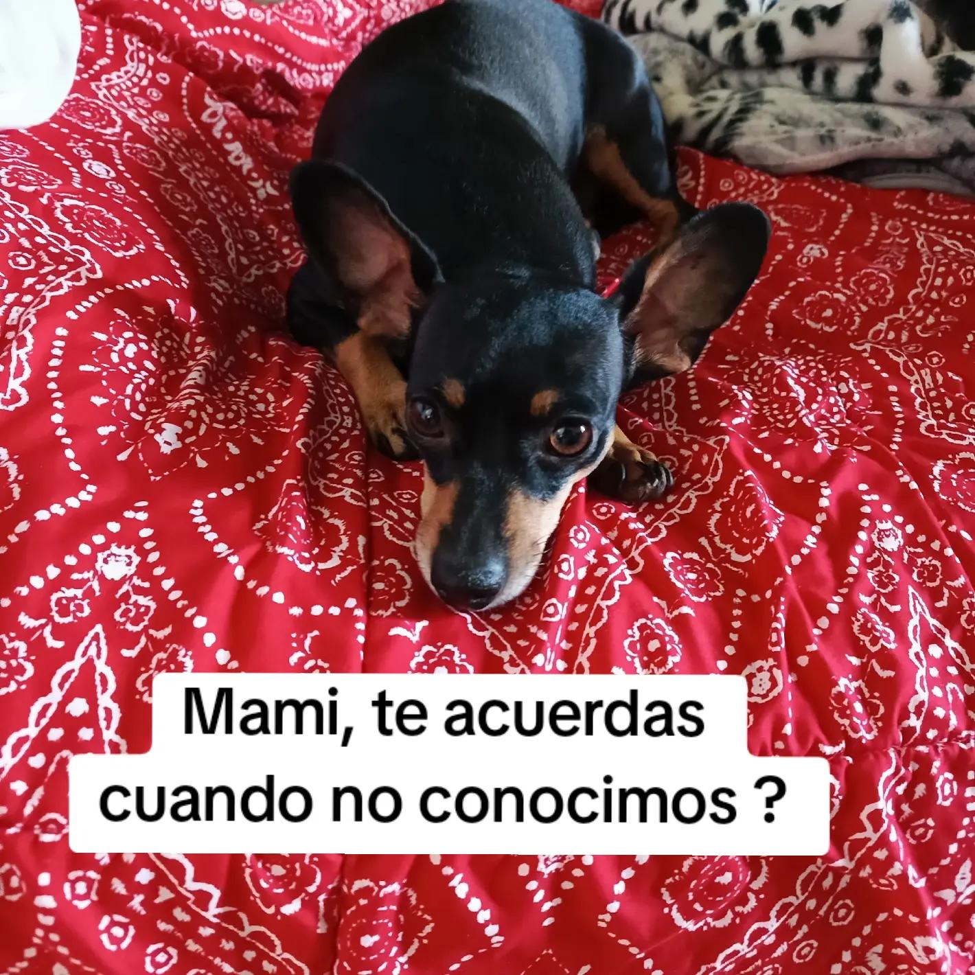 @Danielita Abi Gomez
