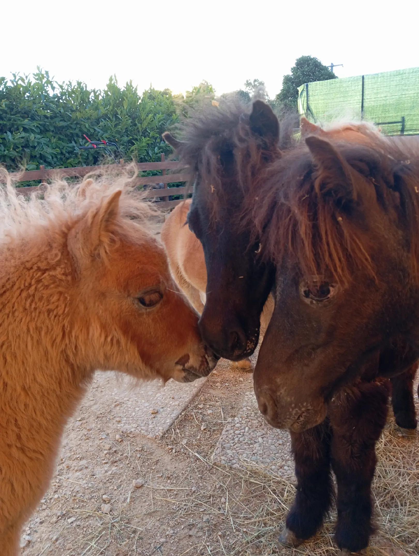 @joep.allevamentominipony