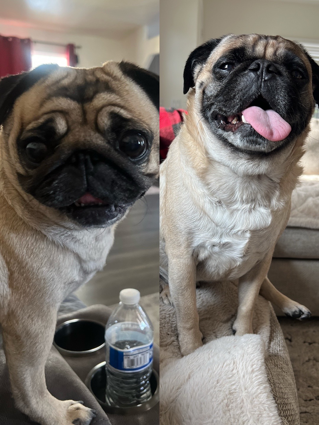 @Benji&Mia the Pugs
