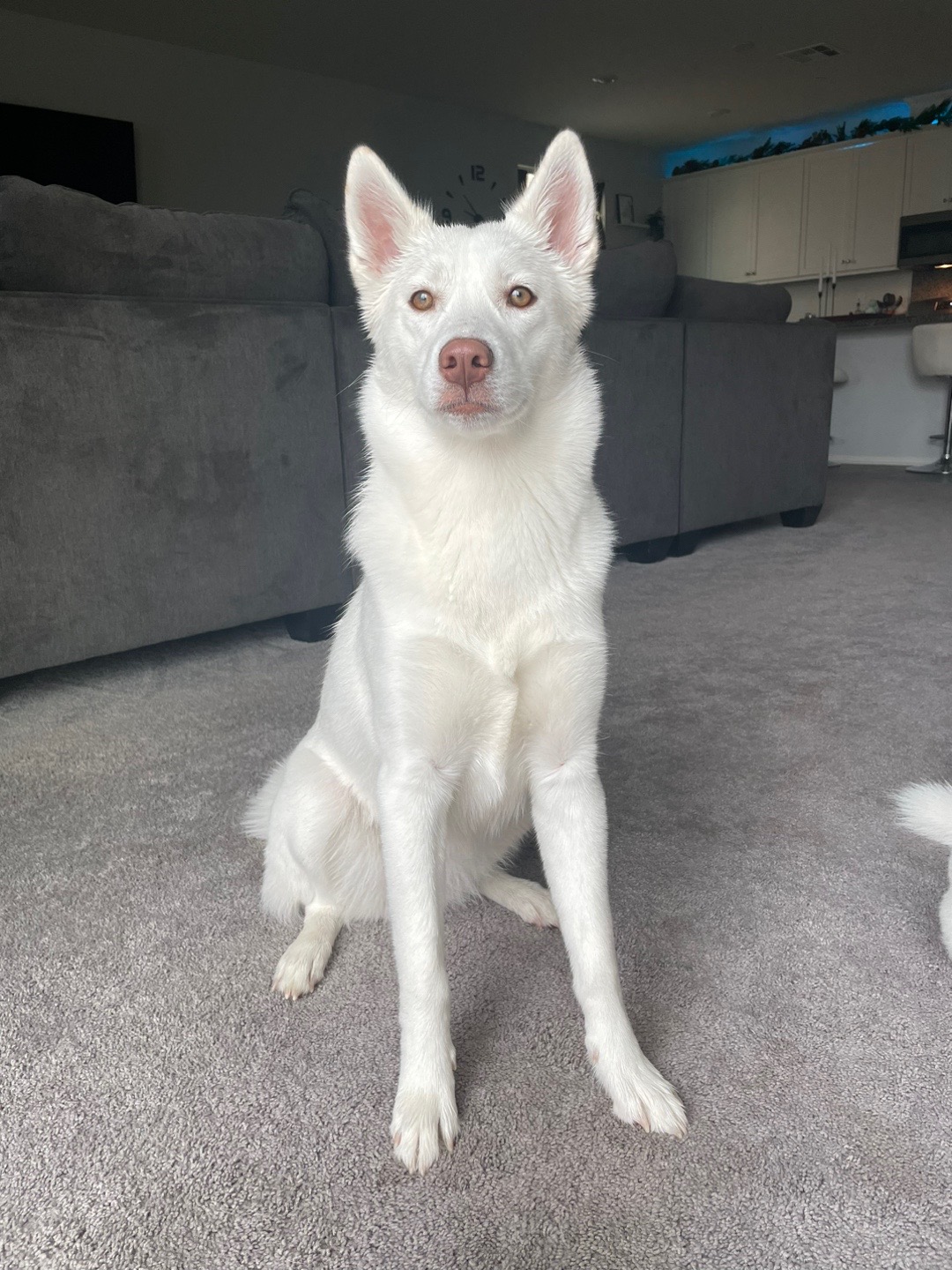 @Erza The Husky
