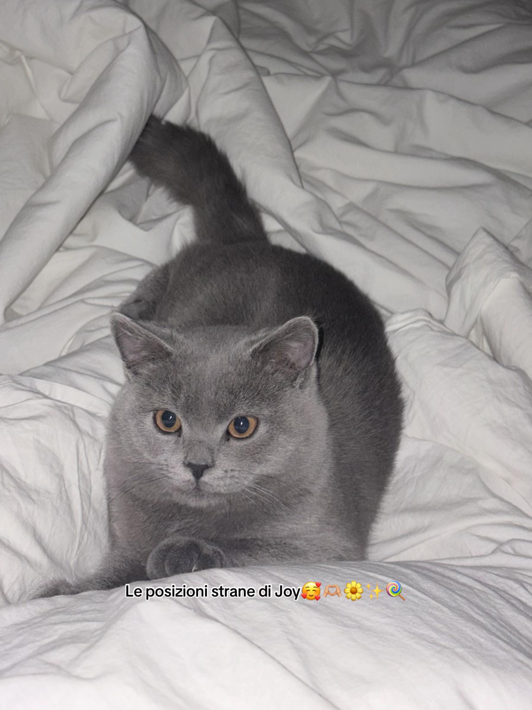 @francescabertenni