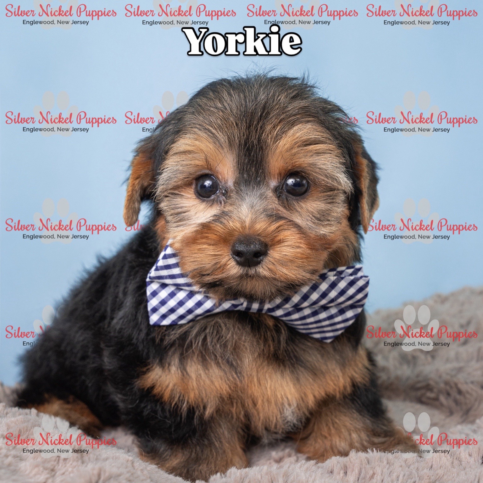 @Silver Nickel Puppies